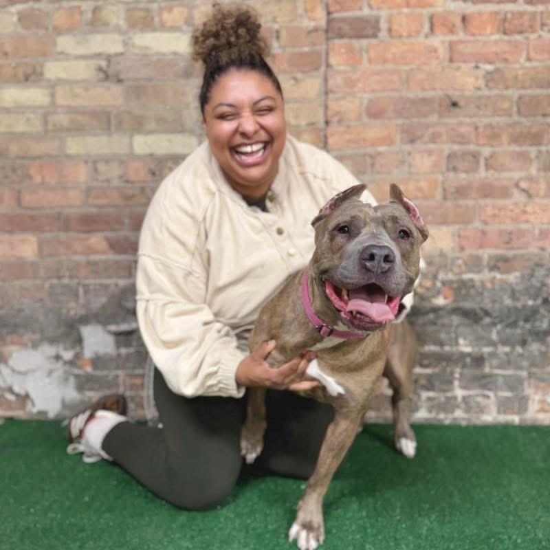Gia, Adoptable, Adult Female Pit Bull Terrier.