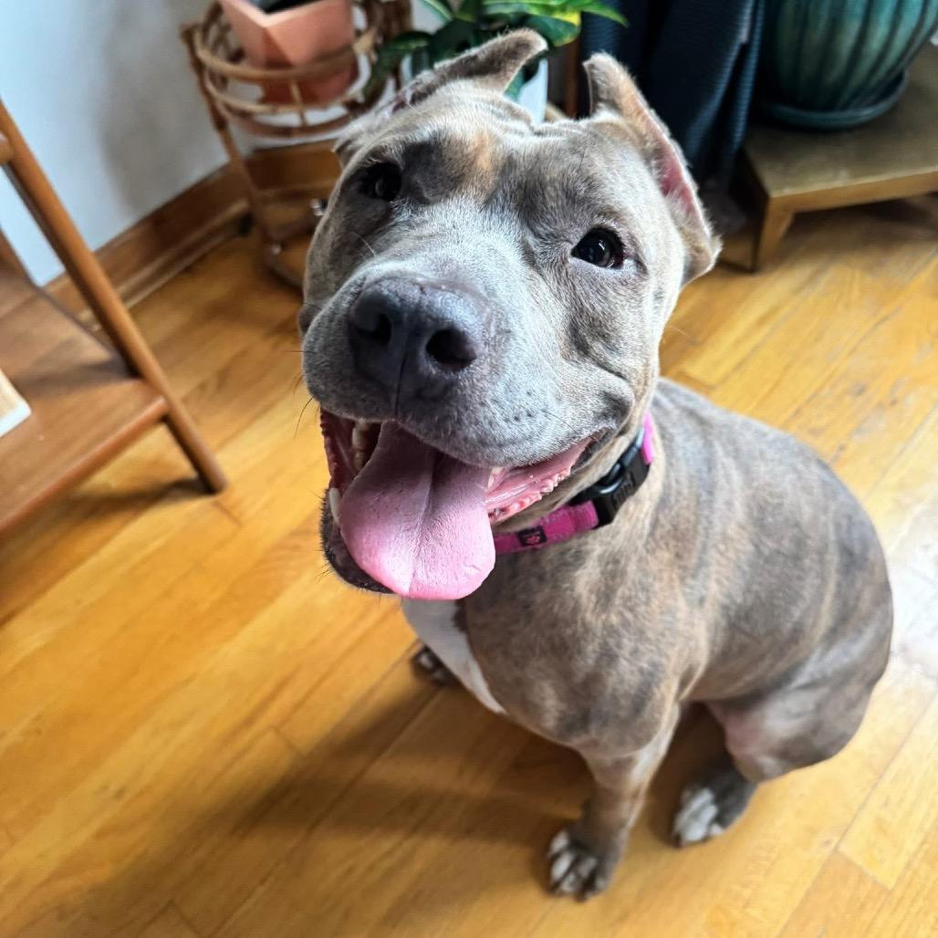 Enlarge Gia, a Adoptable Pit Bull Terrier in Chicago, IL image 3/6