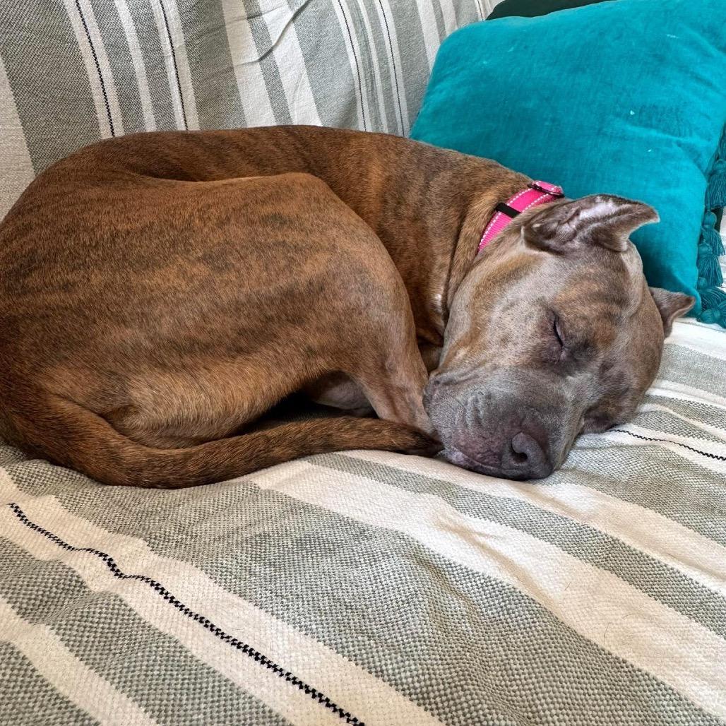 Enlarge Gia, a Adoptable Pit Bull Terrier in Chicago, IL image 4/6