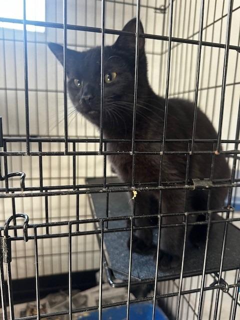 Jordan, Adoptable, Young Male Domestic Medium Hair.