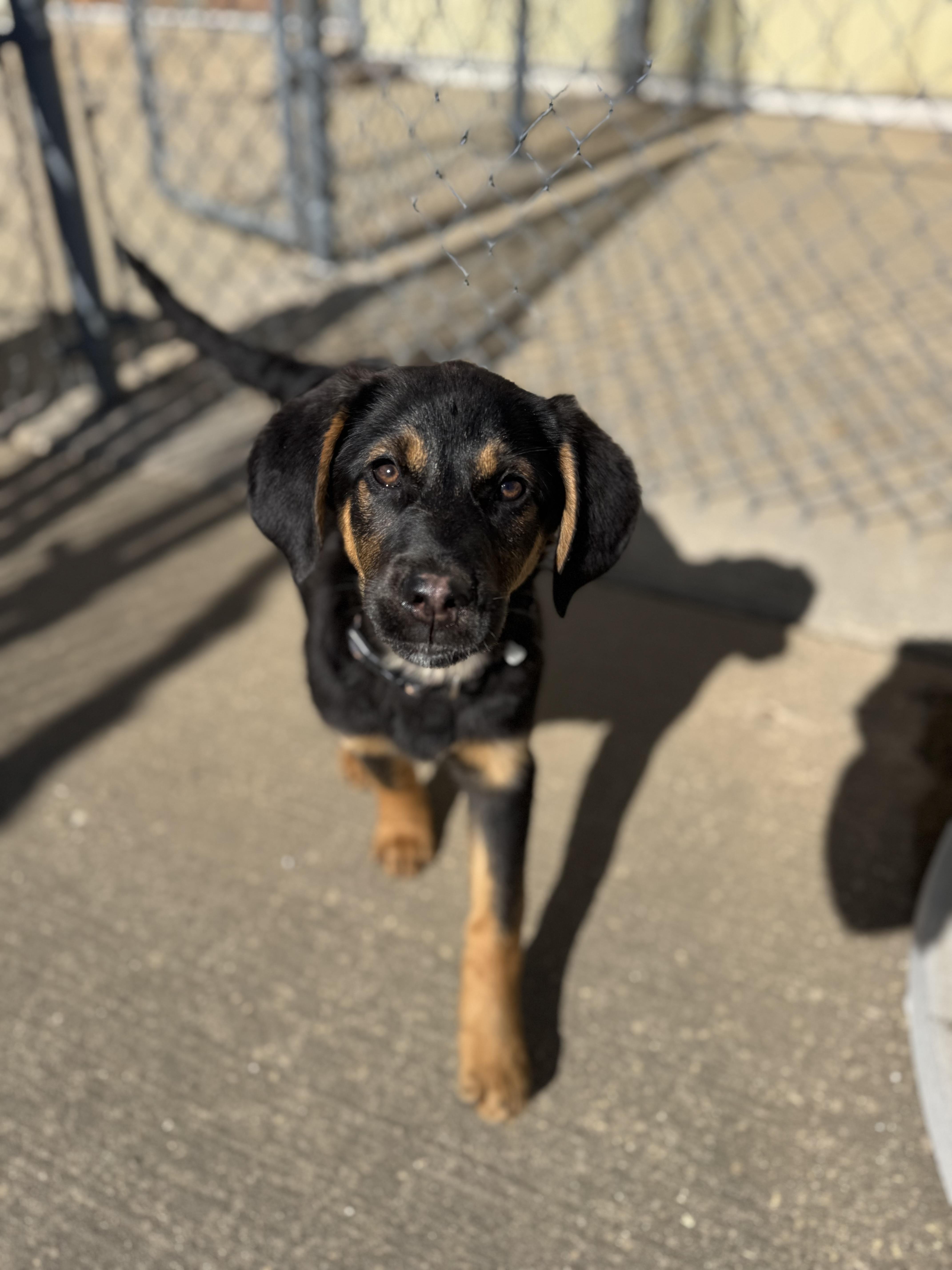 Taffy, ADOPTABLE, Puppy Female Black and Tan Coonhound.
