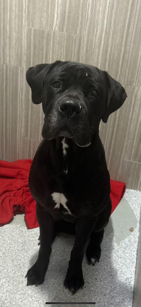 Enlarge Athena, a Adopted mixed breed in Philadelphia, PA image 1/2