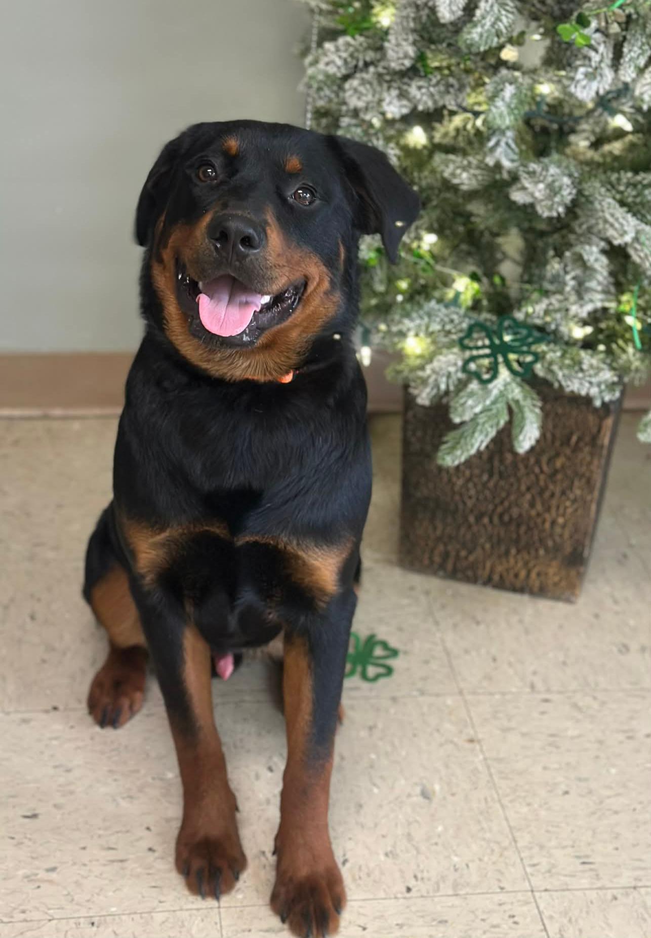 Enlarge Kingsley "King", an adopted mixed breed in Wapakoneta, OH image 2/5