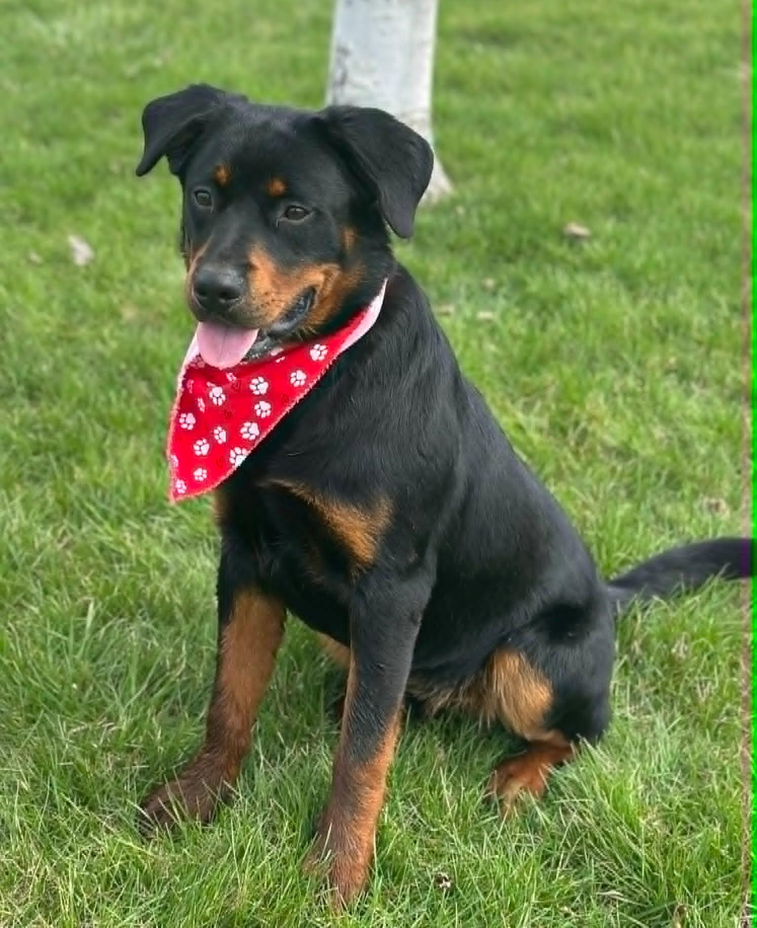 Enlarge Kingsley "King", an adopted mixed breed in Wapakoneta, OH image 4/5