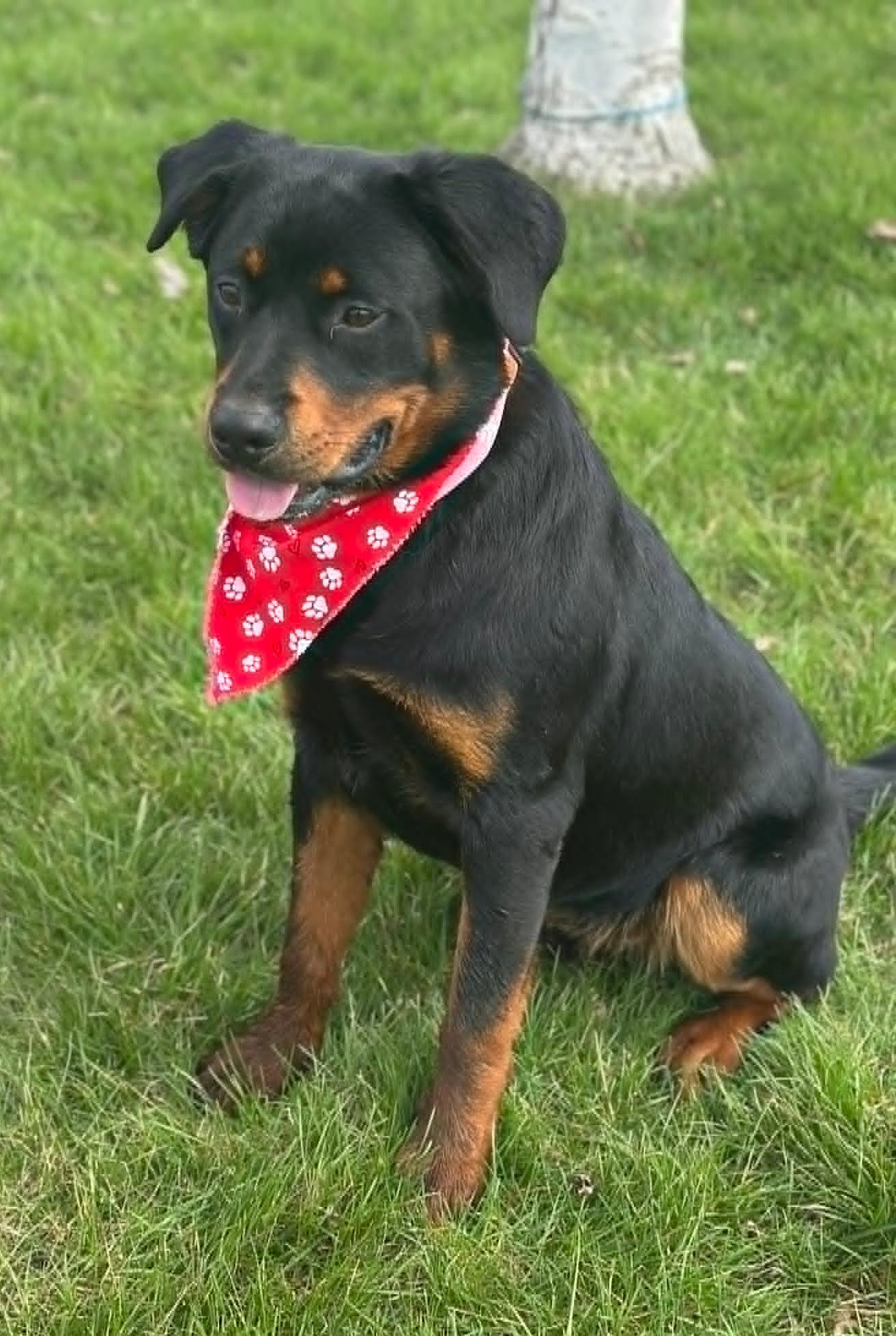 Enlarge Kingsley "King", an adopted mixed breed in Wapakoneta, OH image 5/5