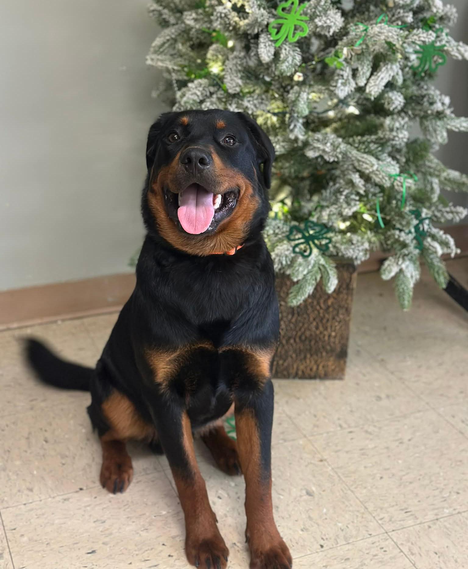 Enlarge Kingsley "King", an adopted mixed breed in Wapakoneta, OH image 3/5