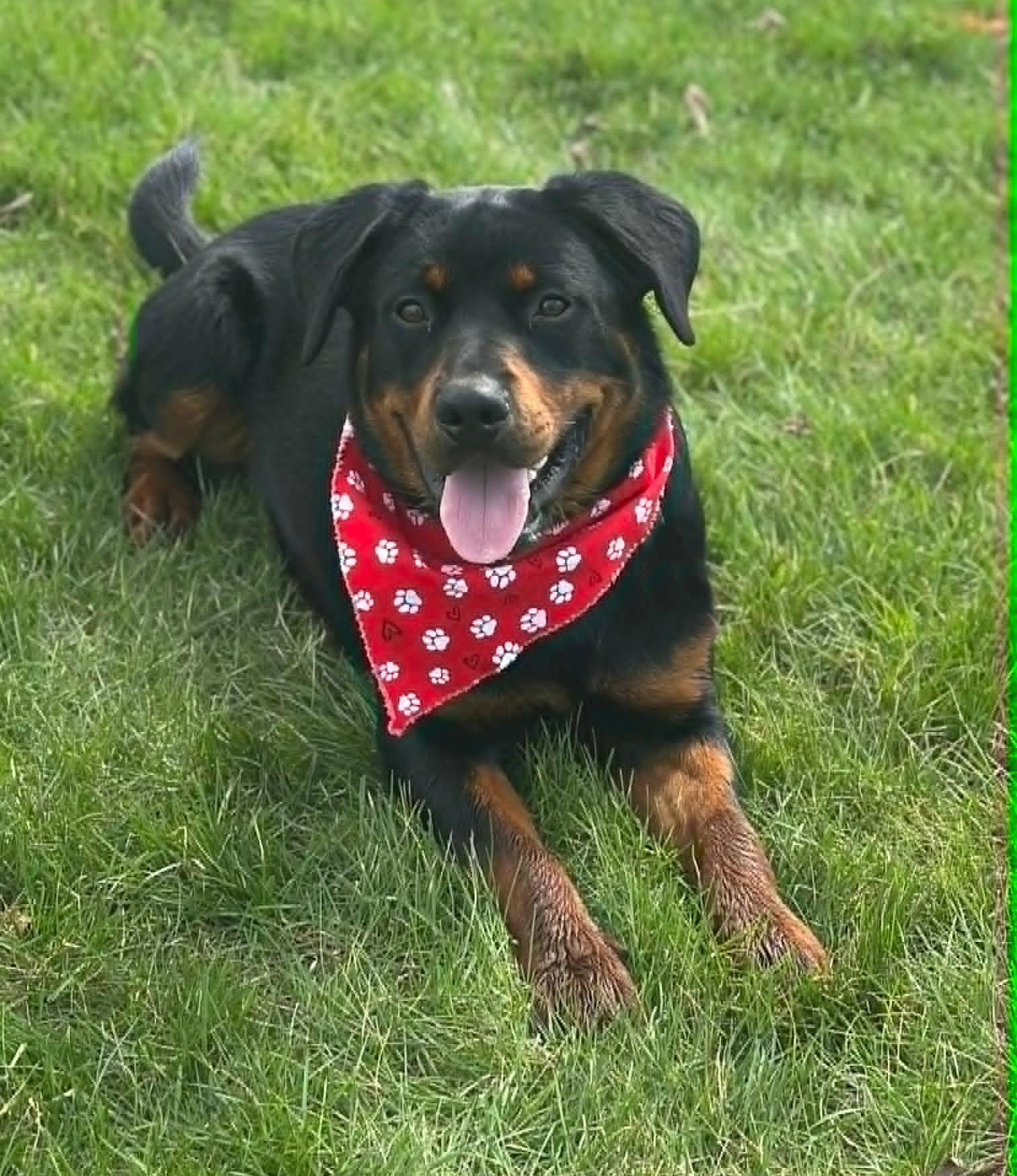 Kingsley "King", adopted, Young Male Rottweiler & Husky.