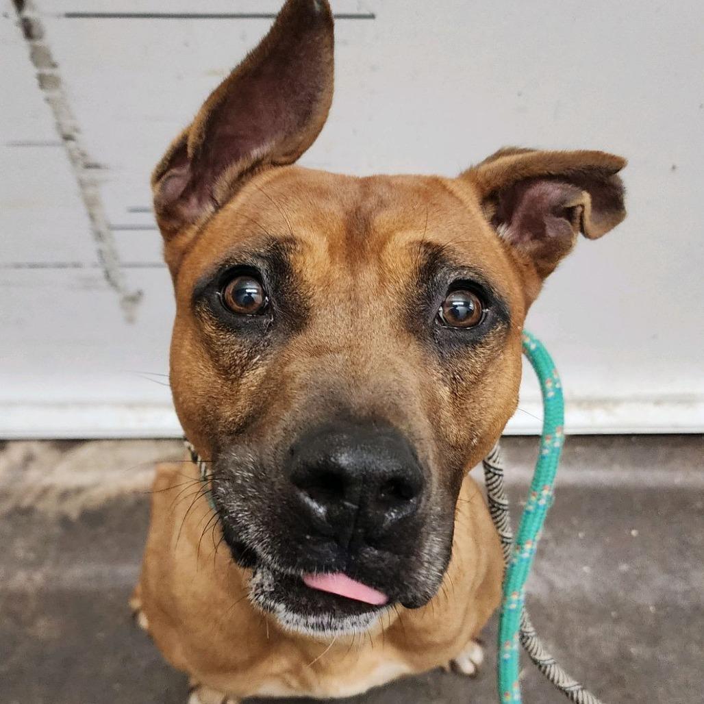 Larry the Lobster, a Adoptable mixed breed in St. Louis, MO image 1/6