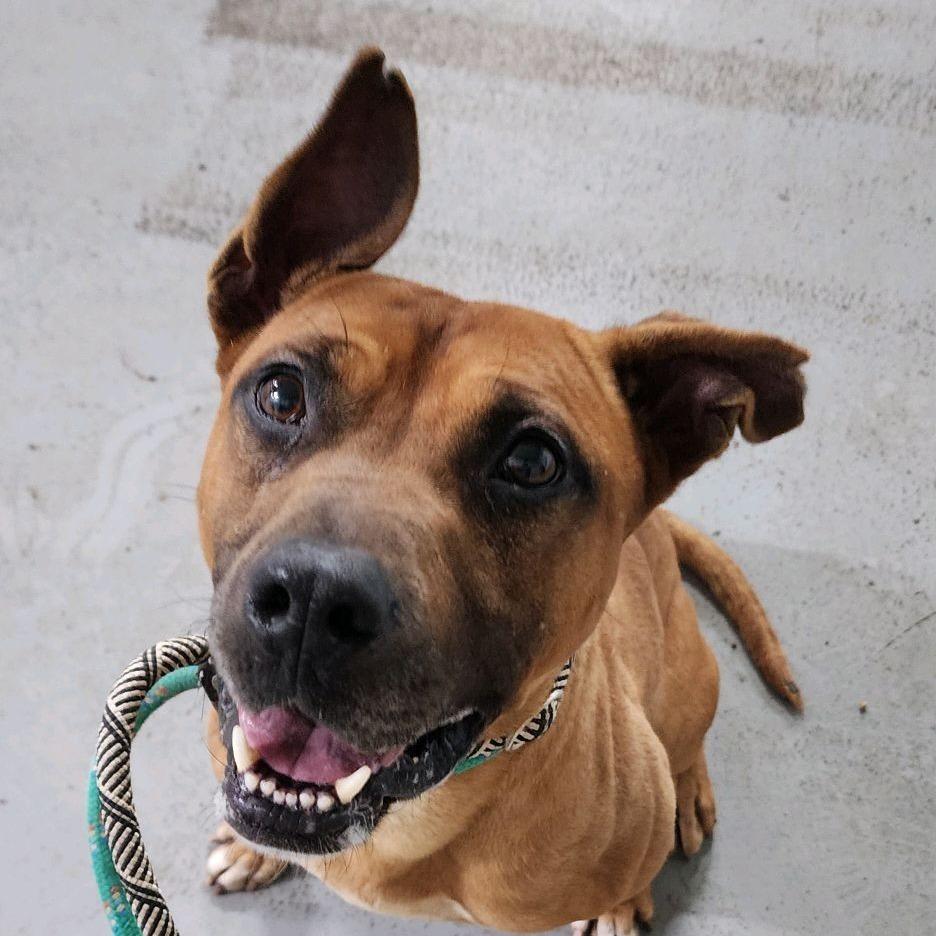 Larry the Lobster, a Adoptable mixed breed in St. Louis, MO image 2/6