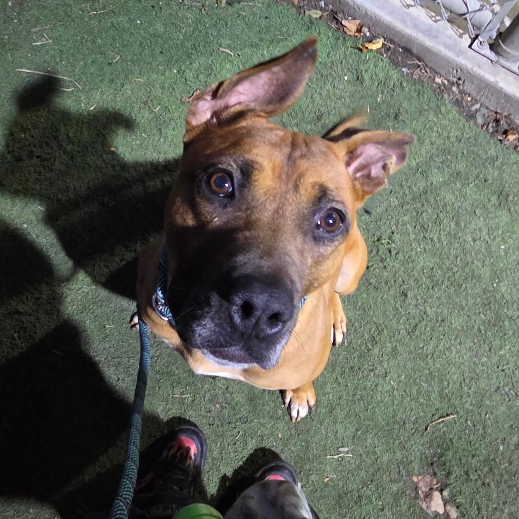 Larry the Lobster, a Adoptable mixed breed in St. Louis, MO image 3/6