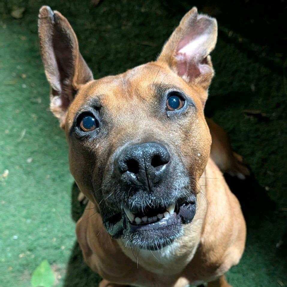 Larry the Lobster, a Adoptable mixed breed in St. Louis, MO image 4/6