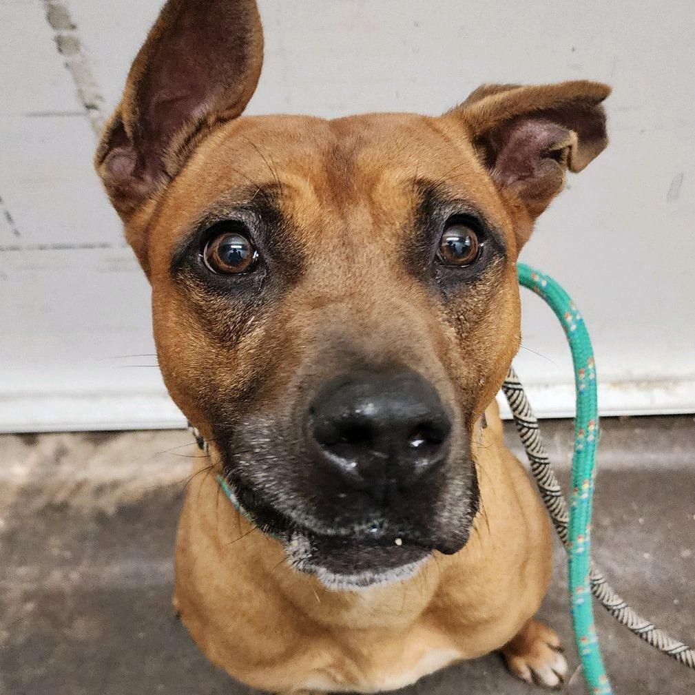 Larry the Lobster, a Adoptable mixed breed in St. Louis, MO image 5/6