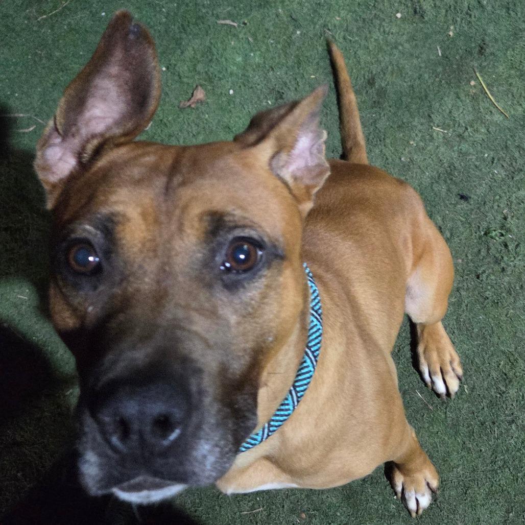 Larry the Lobster, a Adoptable mixed breed in St. Louis, MO image 6/6