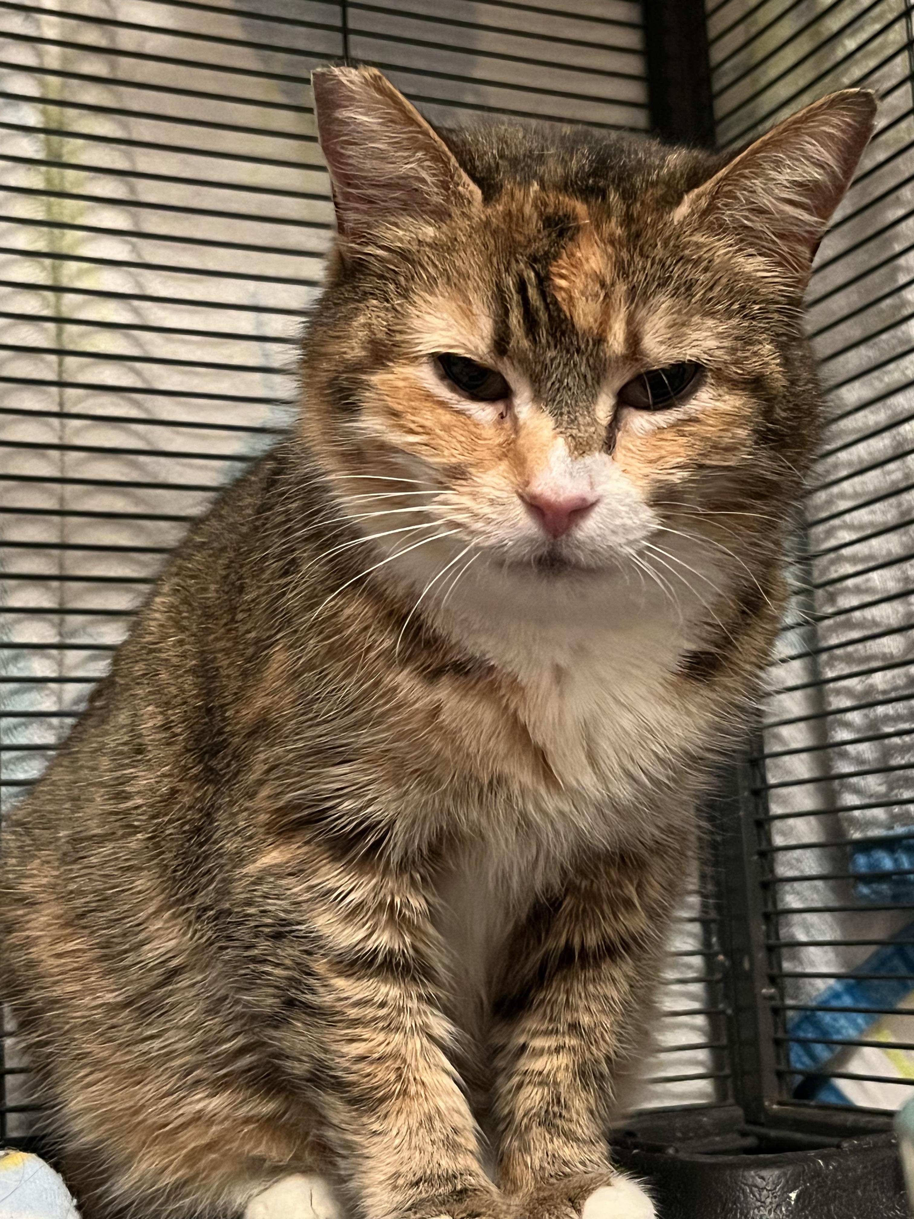 Laurie, a Adoptable Domestic Short Hair in Eugene, OR image 3/4