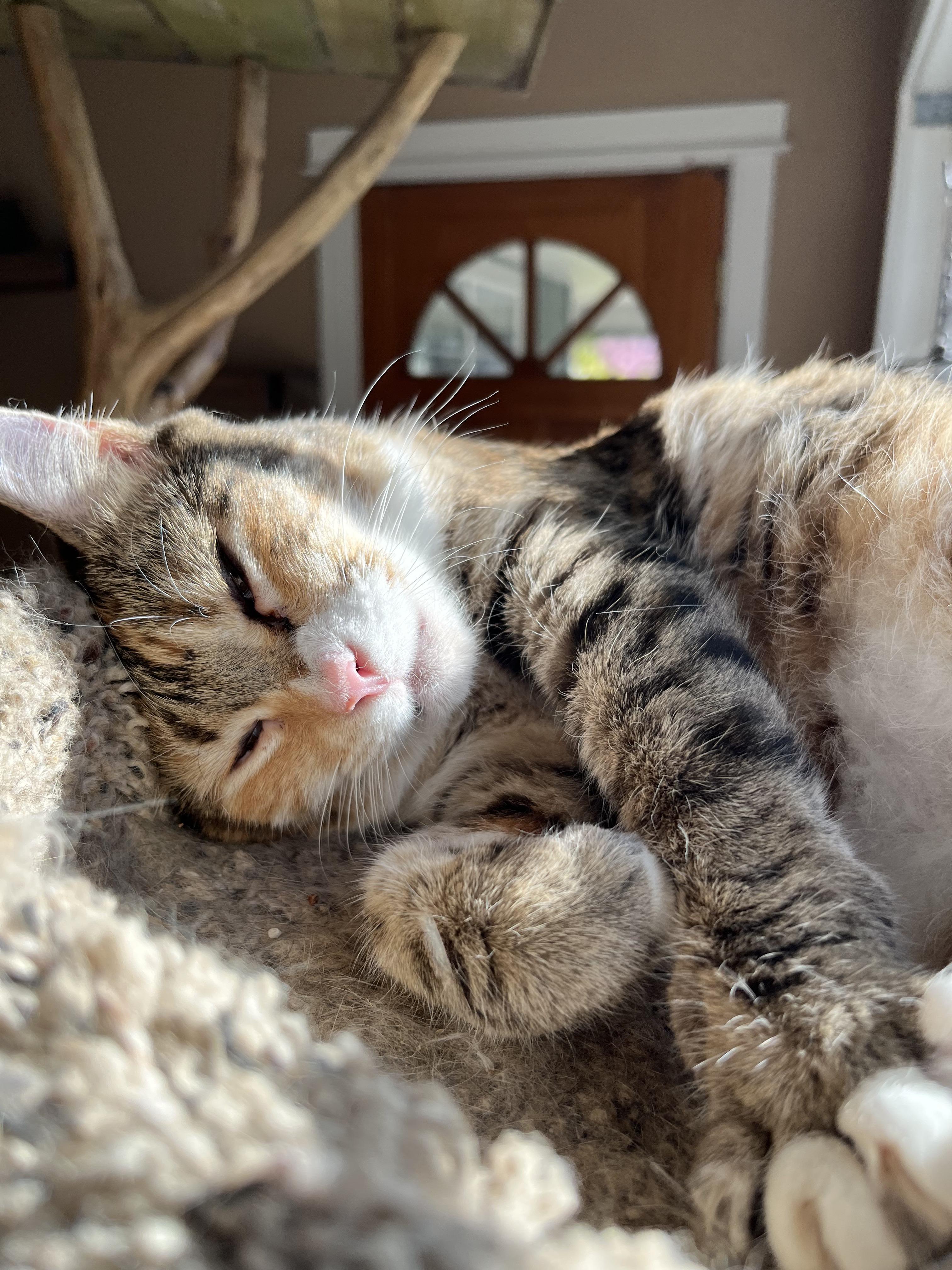 Laurie, a Adoptable Domestic Short Hair in Eugene, OR image 1/4