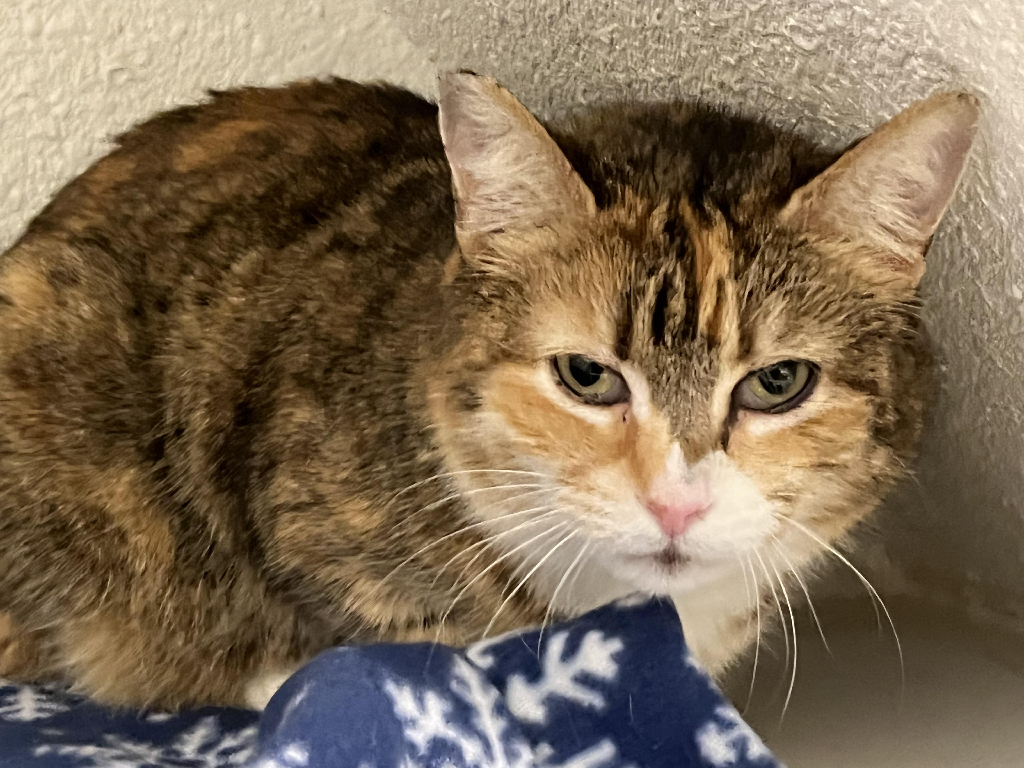Laurie, a Adoptable Domestic Short Hair in Eugene, OR image 2/4
