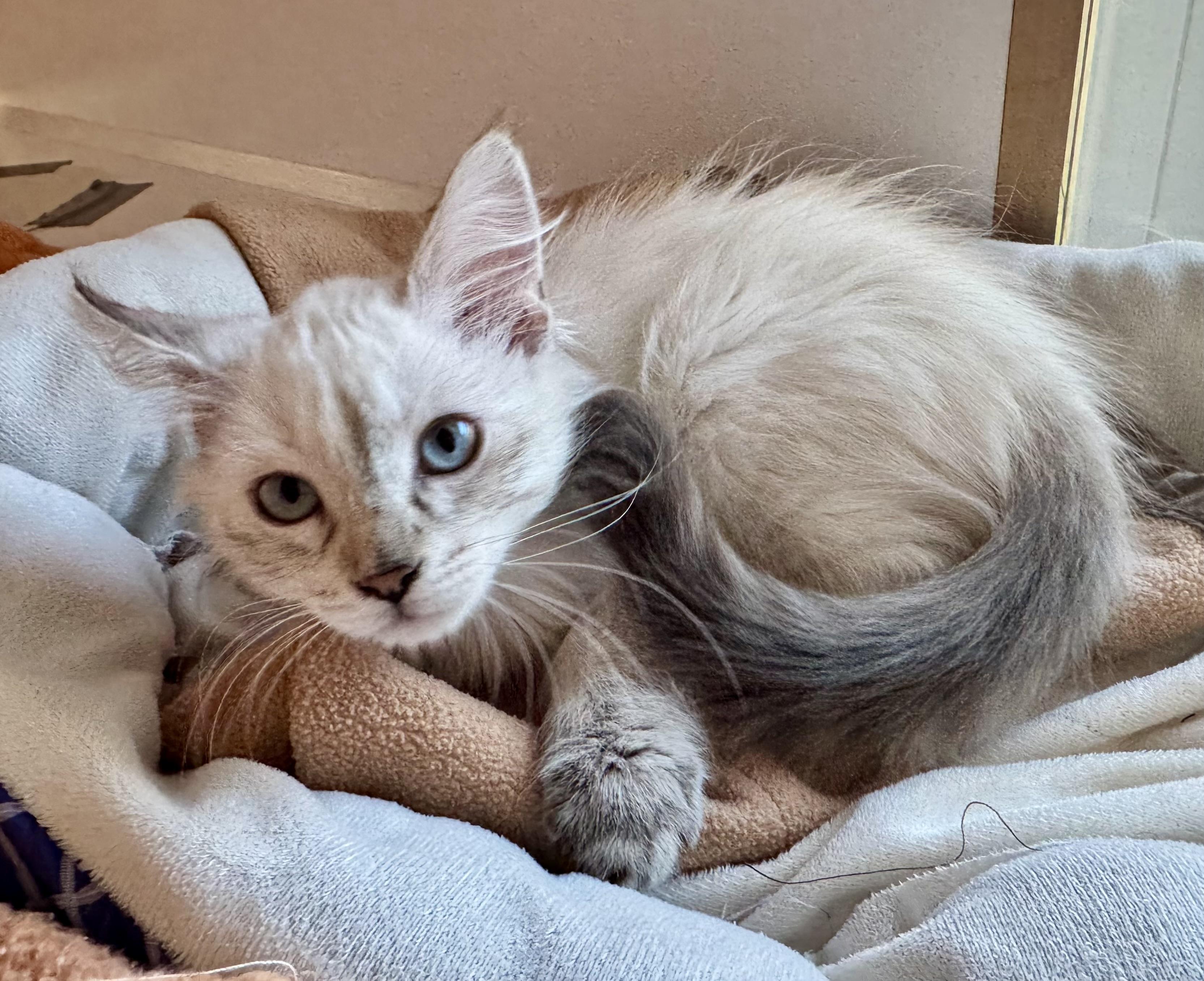 Oatmeal , ADOPTABLE, Kitten Female Siamese.