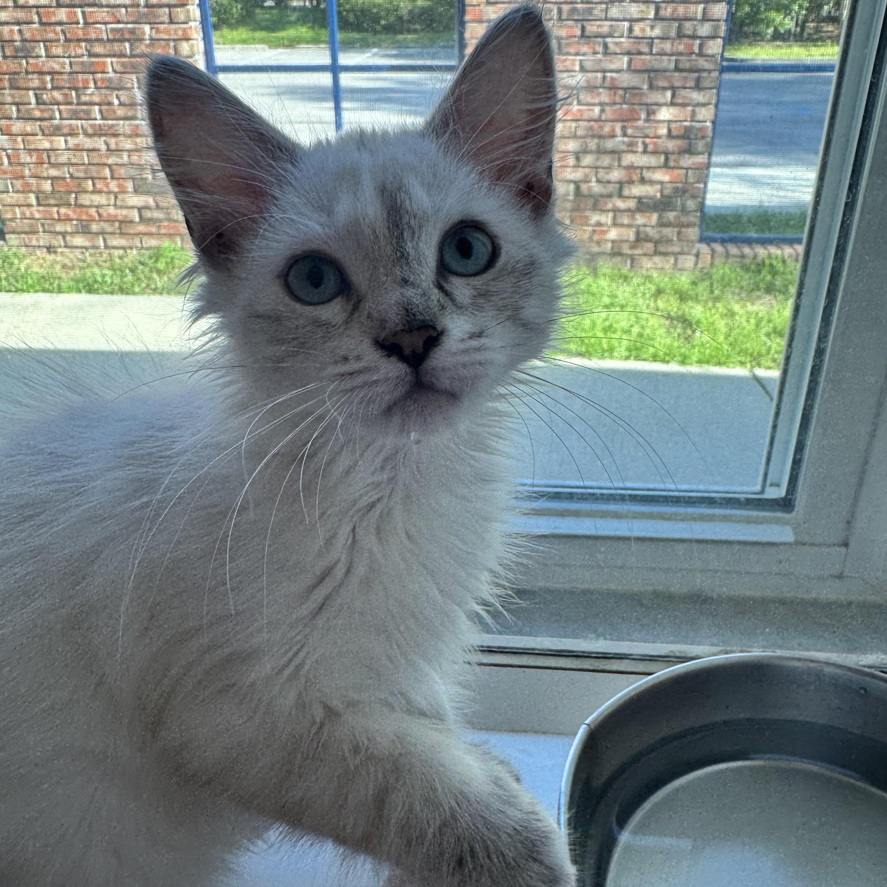 Enlarge Oatmeal , a ADOPTABLE mixed breed in Tallahassee, FL image 2/6