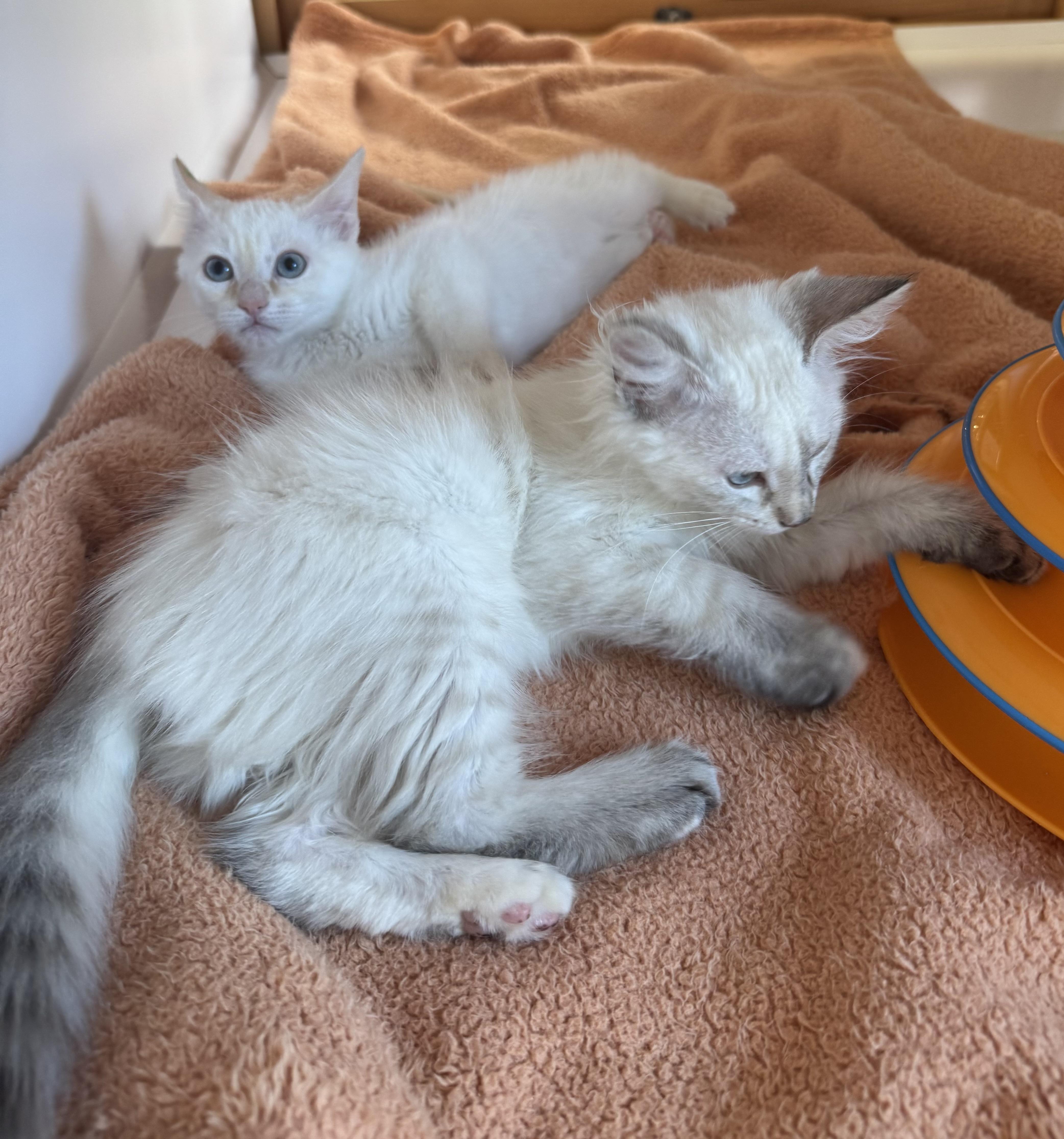 Enlarge Oatmeal , a ADOPTABLE mixed breed in Tallahassee, FL image 4/6