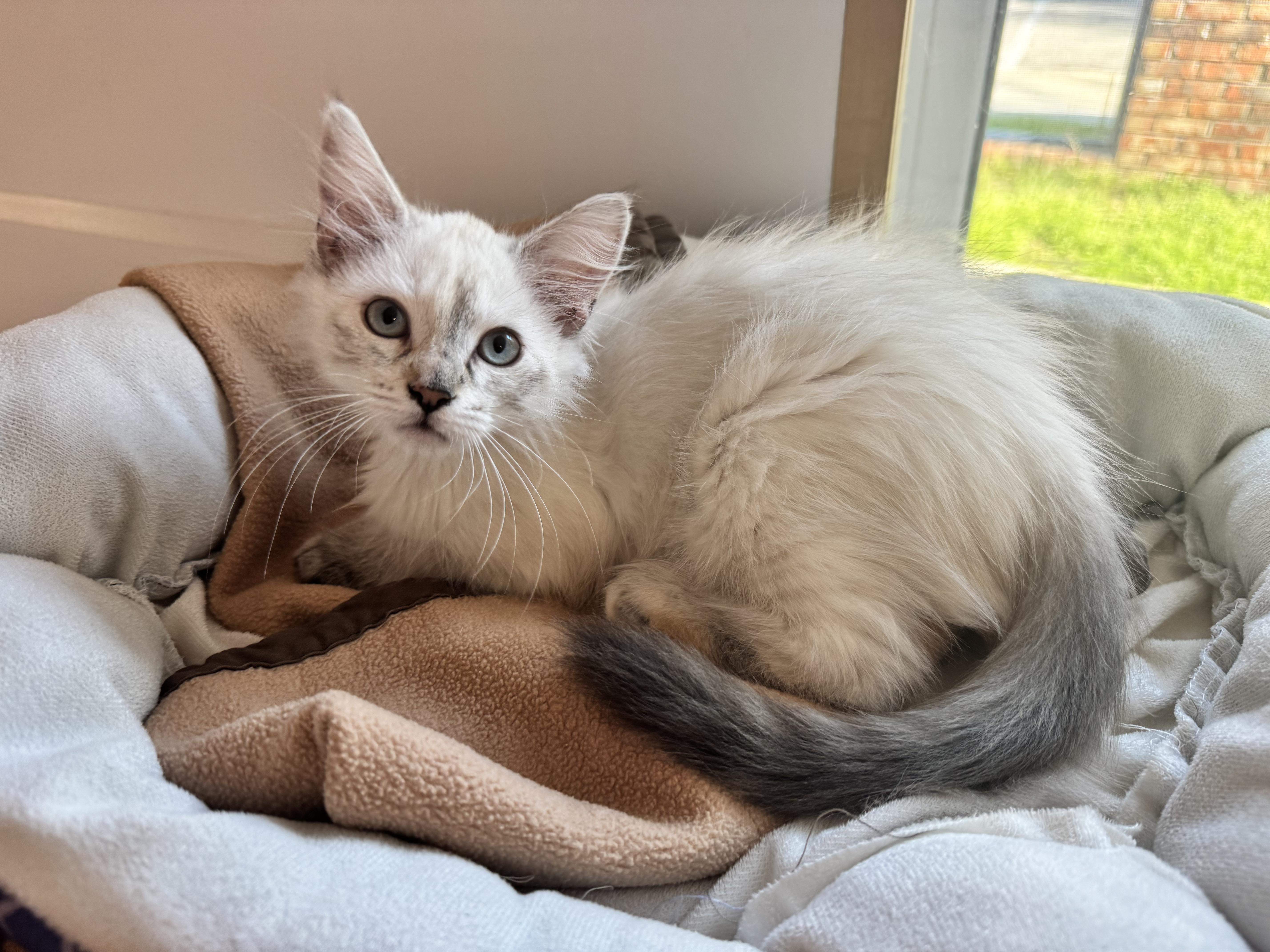 Enlarge Oatmeal , a ADOPTABLE mixed breed in Tallahassee, FL image 3/6