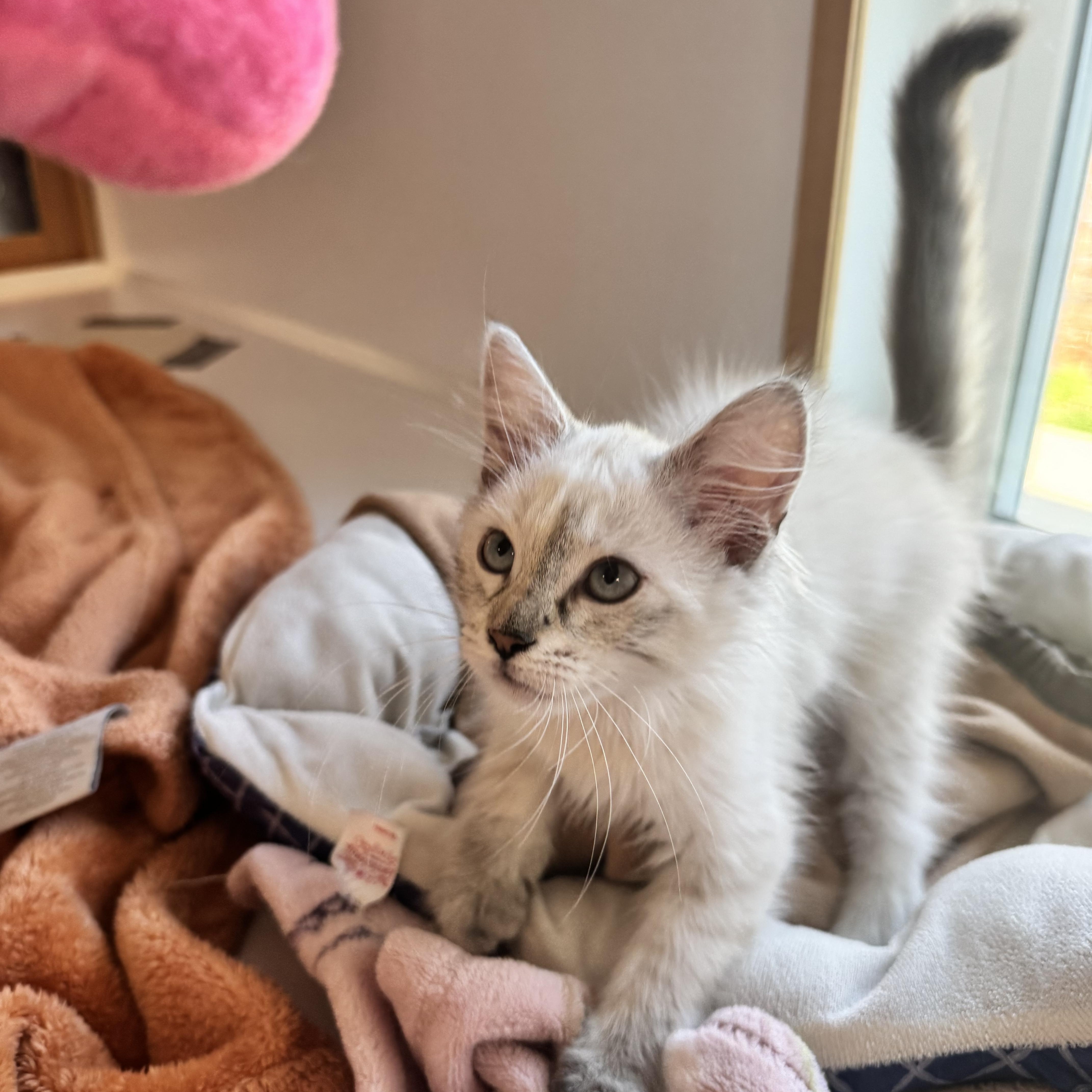 Enlarge Oatmeal , a ADOPTABLE mixed breed in Tallahassee, FL image 6/6