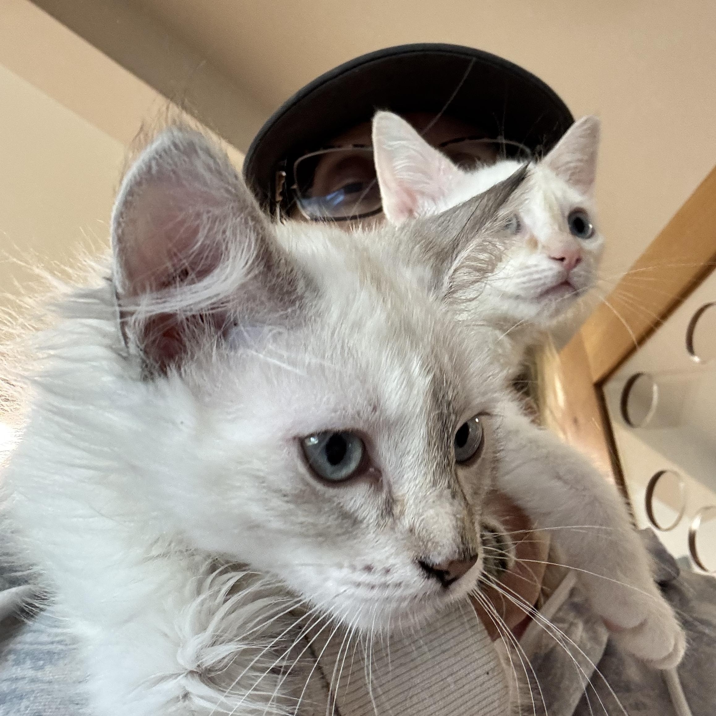 Enlarge Oatmeal , a ADOPTABLE mixed breed in Tallahassee, FL image 5/6