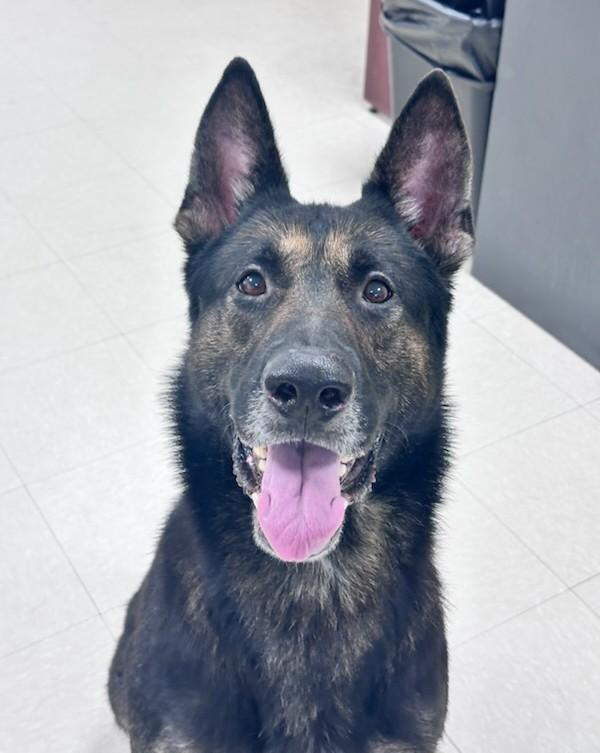 Enlarge Coach, a ADOPTABLE German Shepherd Dog in Clayton, NJ image 2/2