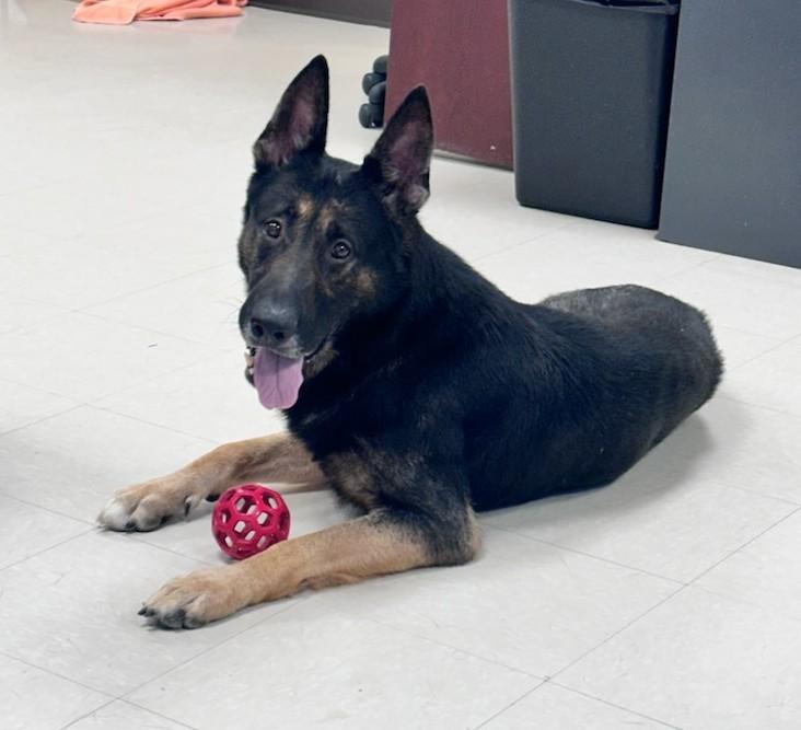 Enlarge Coach, a ADOPTABLE German Shepherd Dog in Clayton, NJ image 1/2