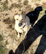 White Puppy, ADOPTABLE, Adult Female Mixed Breed.