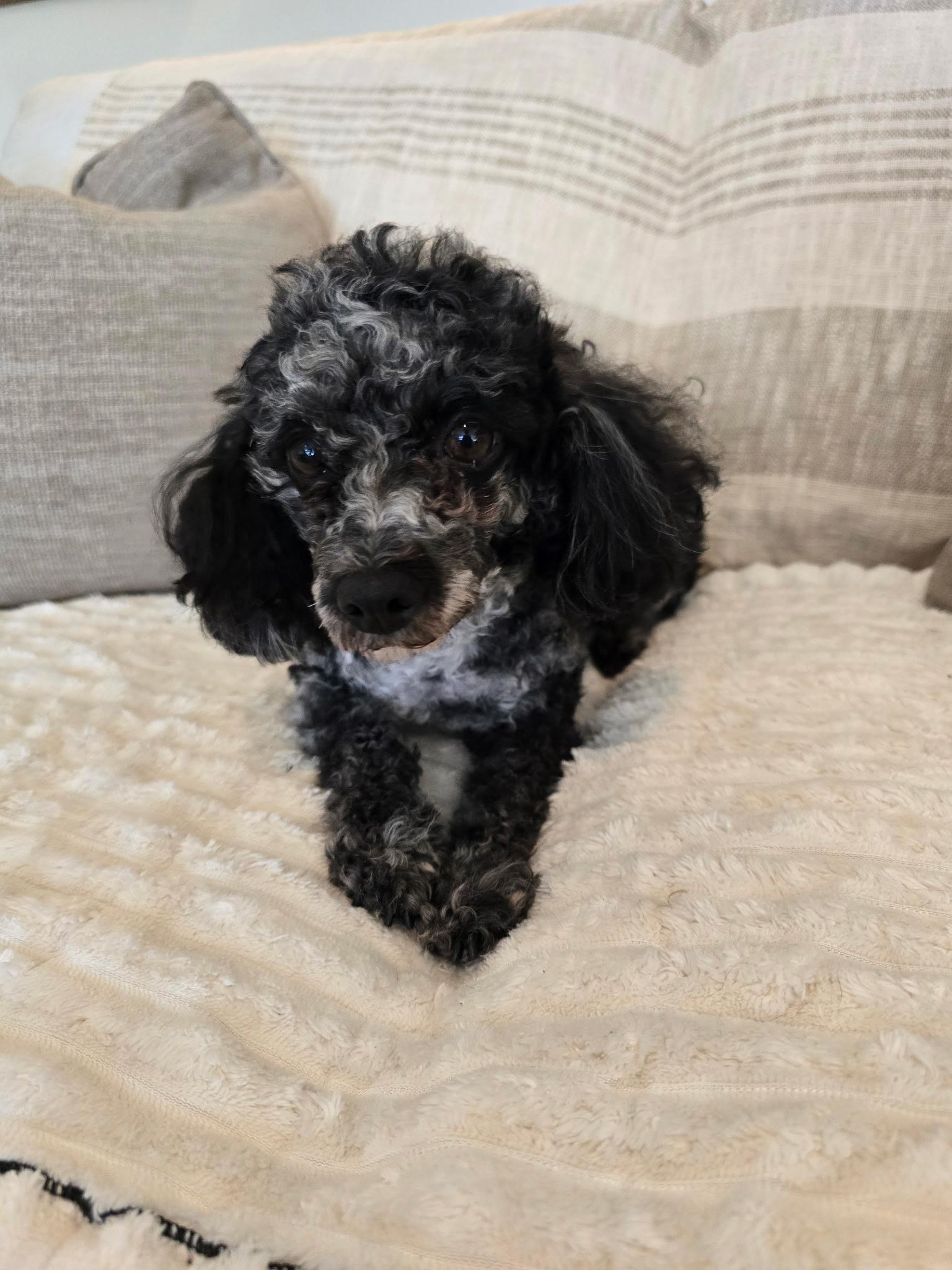 Enlarge Sylvia, a Adoptable Poodle in Union Grove, WI image 1/3