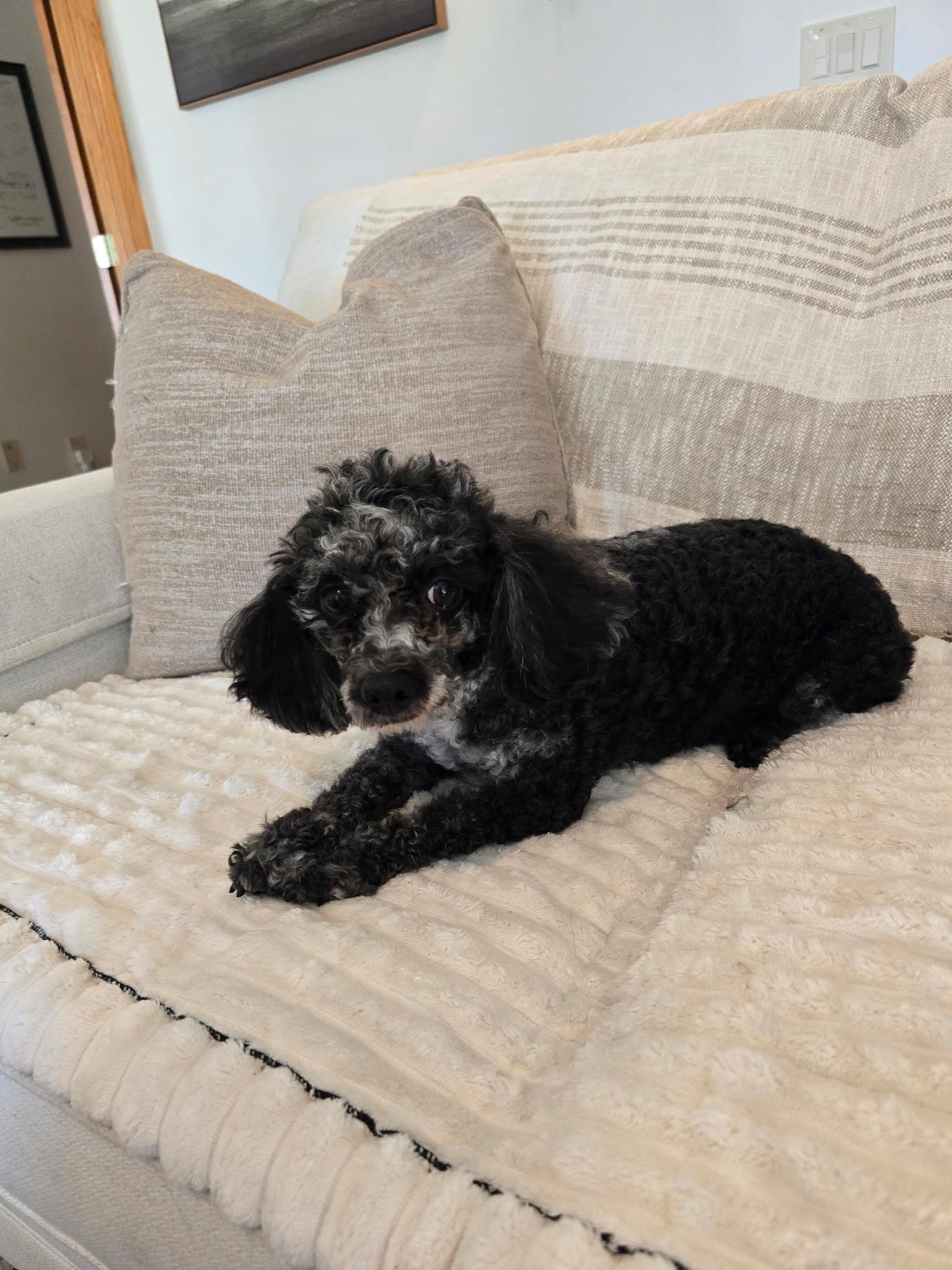 Enlarge Sylvia, a Adoptable Poodle in Union Grove, WI image 2/3