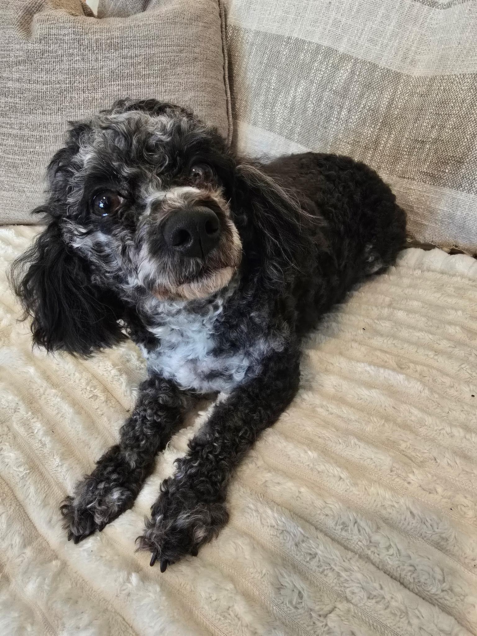 Enlarge Sylvia, a Adoptable Poodle in Union Grove, WI image 3/3