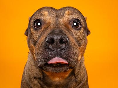 Enlarge CHULA, a Adoptable mixed breed in Grand Prairie, TX image 1/1