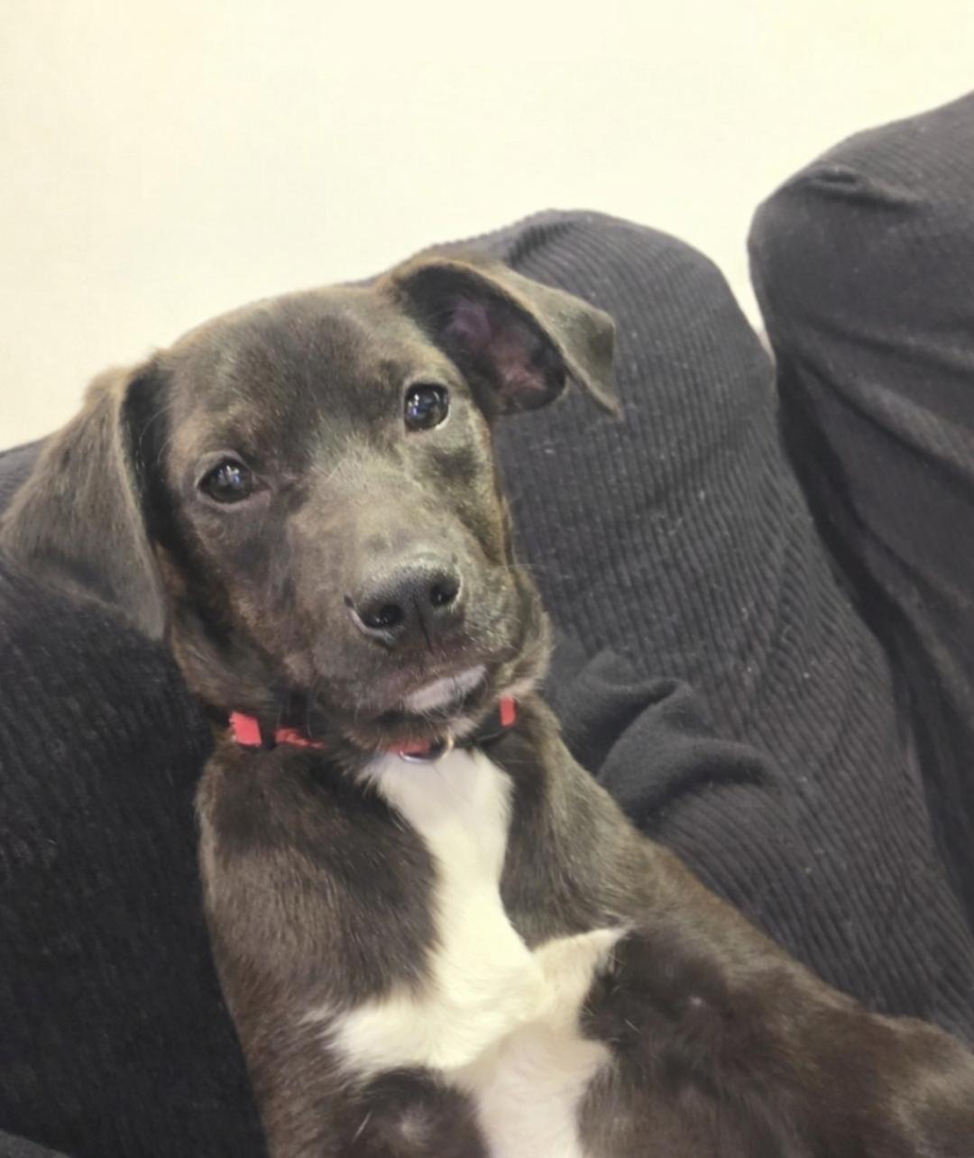 Blanche, ADOPTABLE, Young Female Terrier.