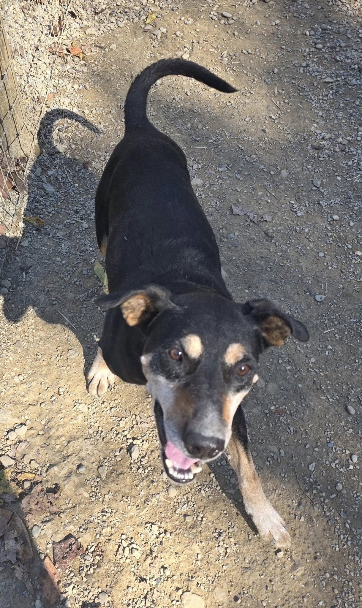 Rocket, a Adoptable mixed breed image 1/3