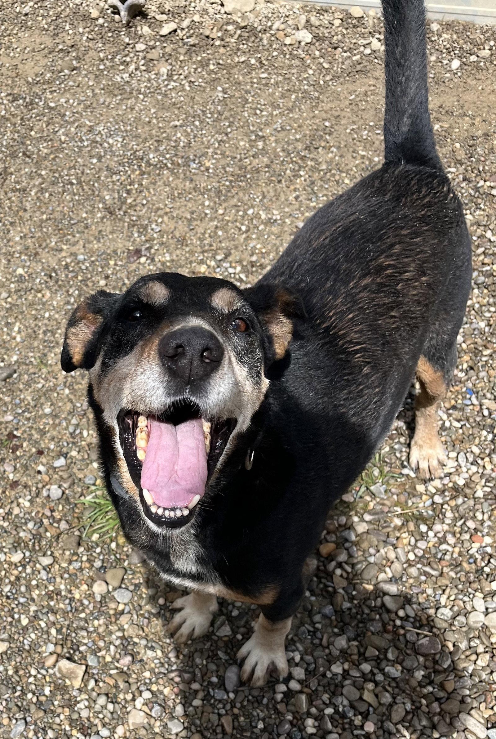 Rocket, Adoptable, Adult Male Doberman Pinscher & Beagle.