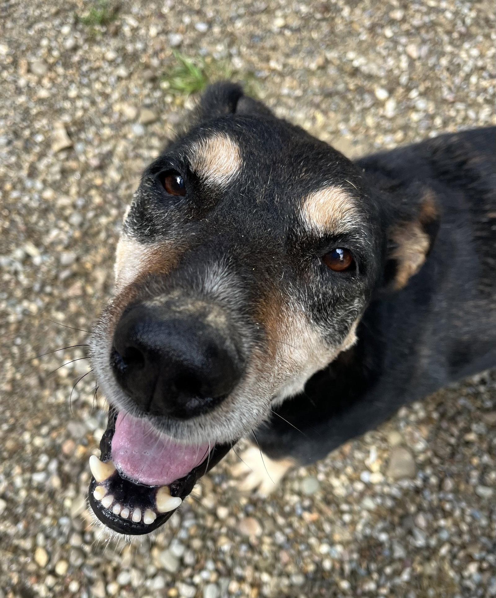 Rocket, a Adoptable mixed breed in Woodsfield, OH image 2/3