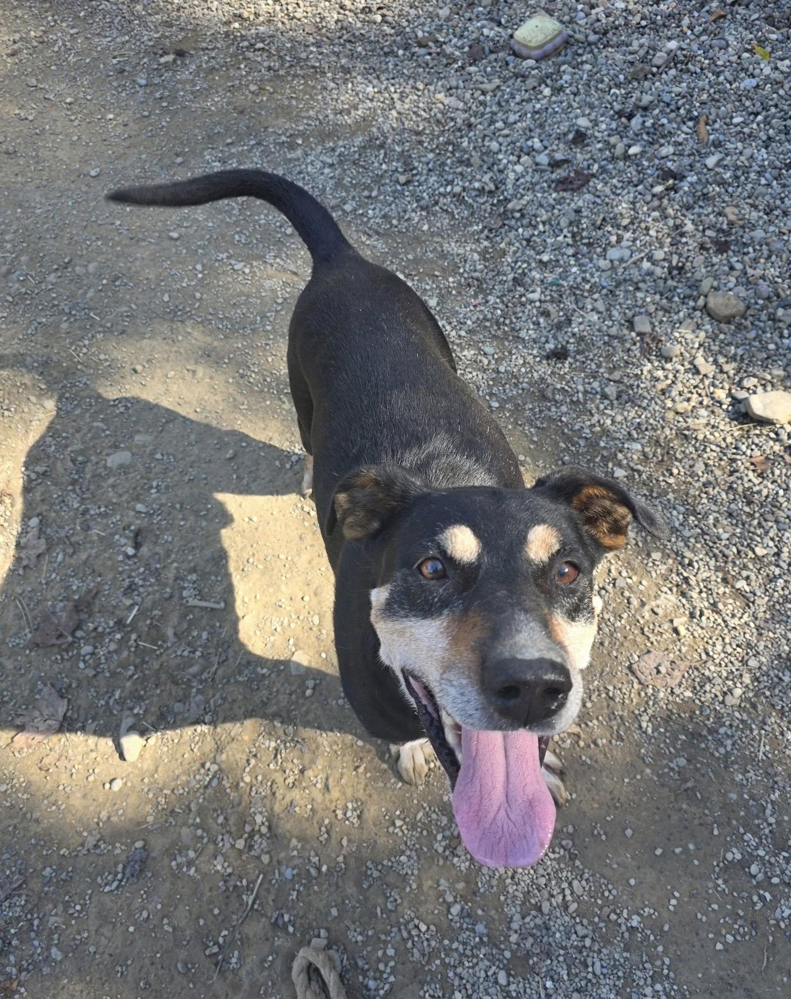 Rocket, a Adoptable mixed breed image 2/3