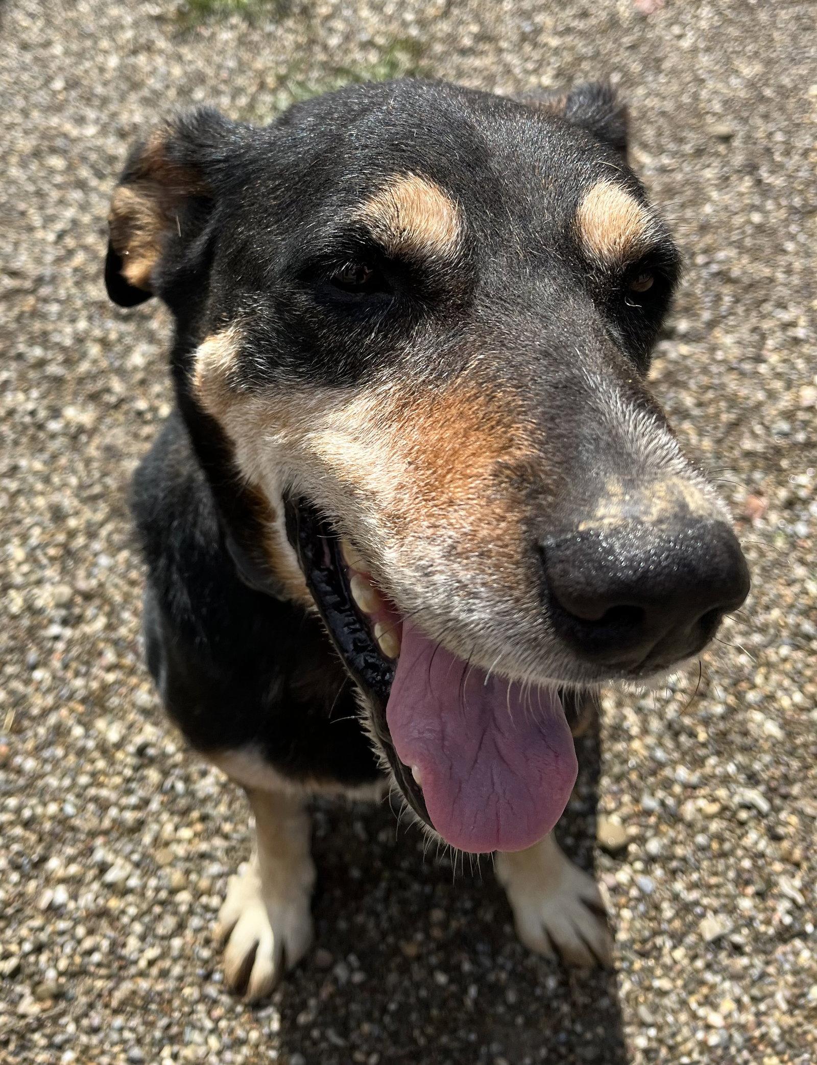 Rocket, a Adoptable mixed breed in Woodsfield, OH image 3/3