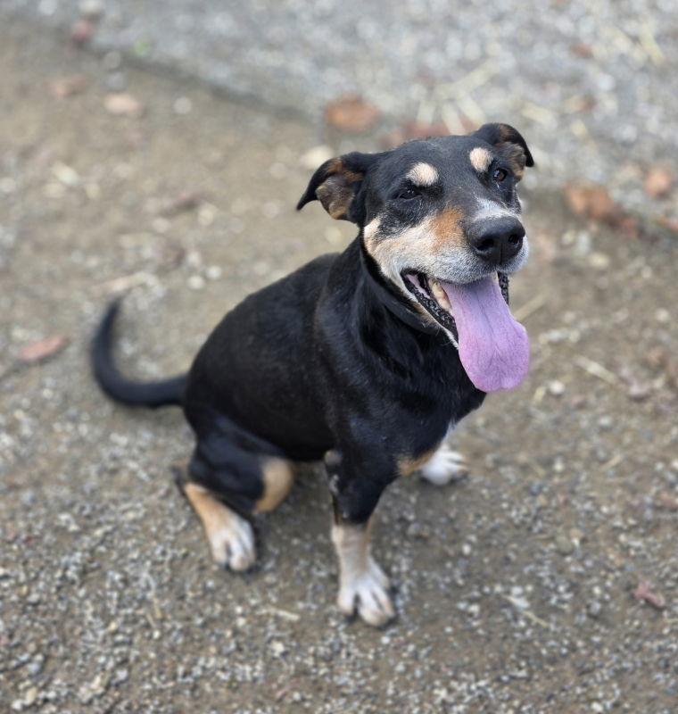 Rocket, a Adoptable mixed breed image 3/3