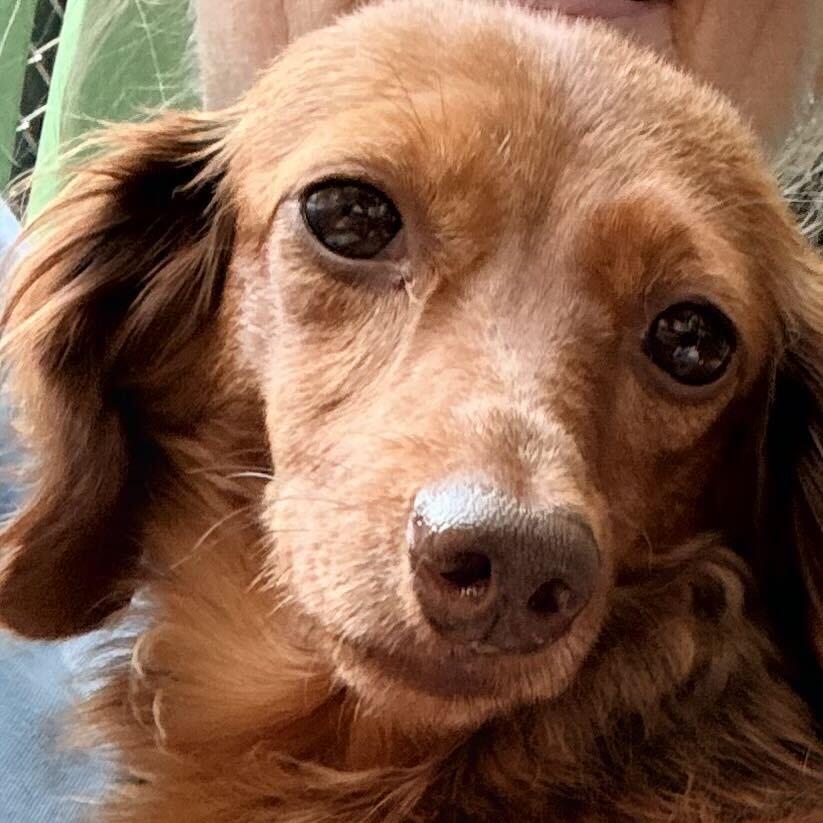 Paisley, an adopted Dachshund (Long Haired) in Chester Springs, PA image 2/3