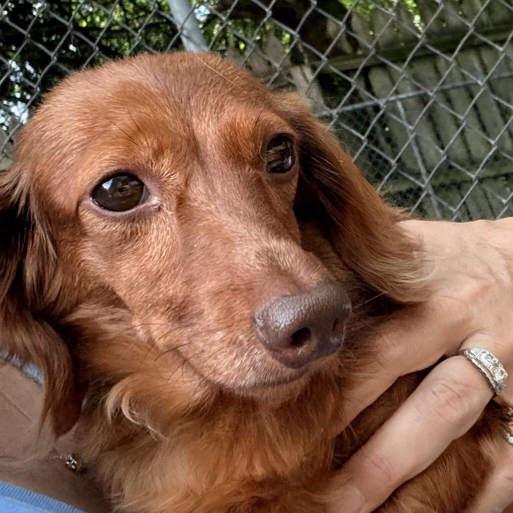 Paisley, an adopted Dachshund (Long Haired) in Chester Springs, PA image 1/3