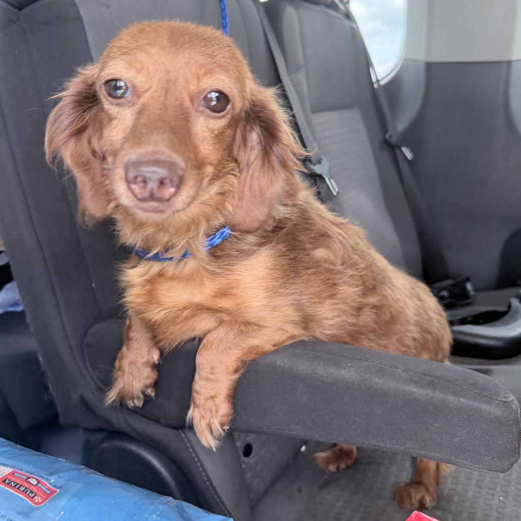 Paisley, an adopted Dachshund (Long Haired) in Chester Springs, PA image 3/3