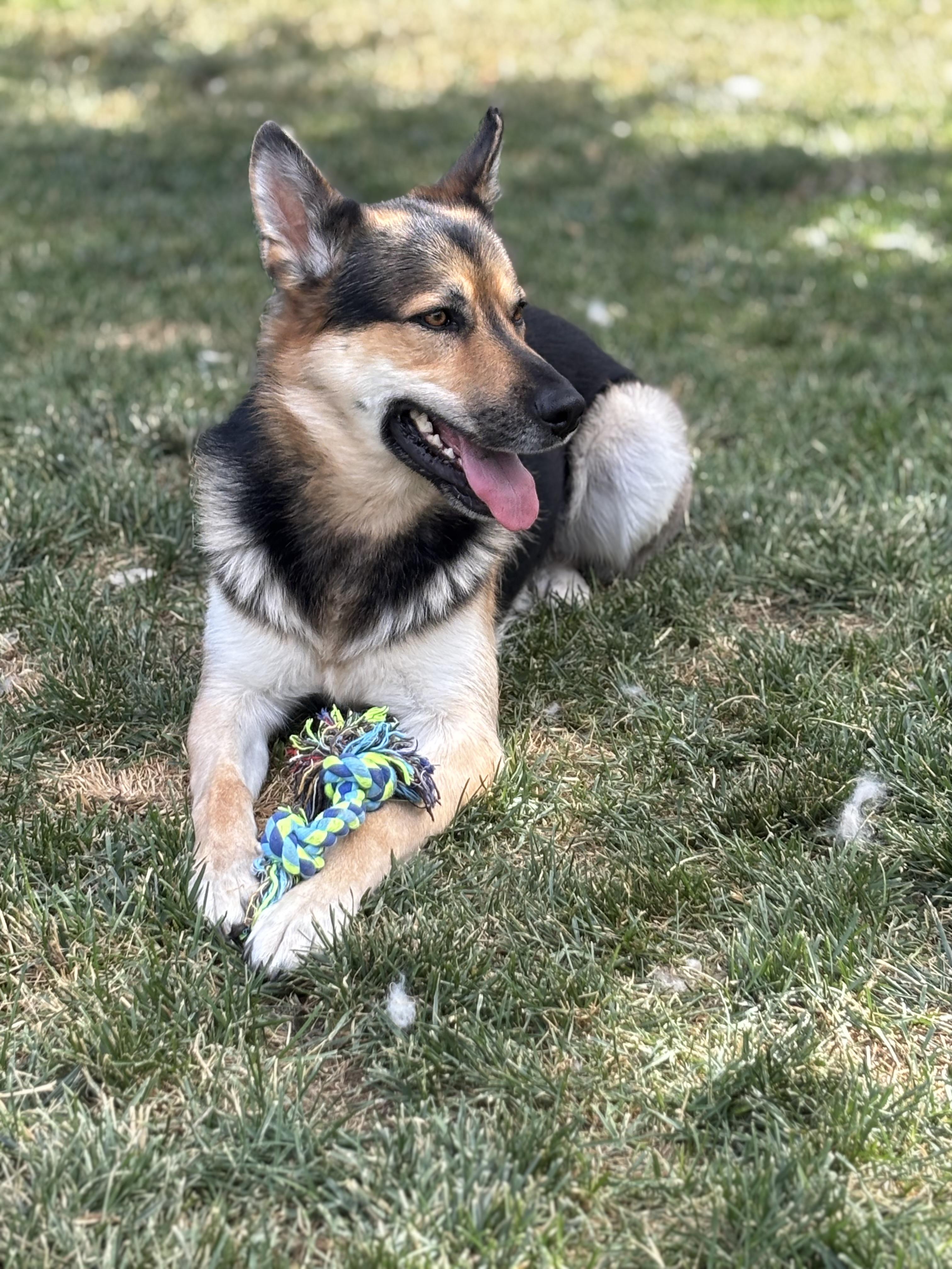 Tony, ADOPTABLE, Adult Male German Shepherd Dog.