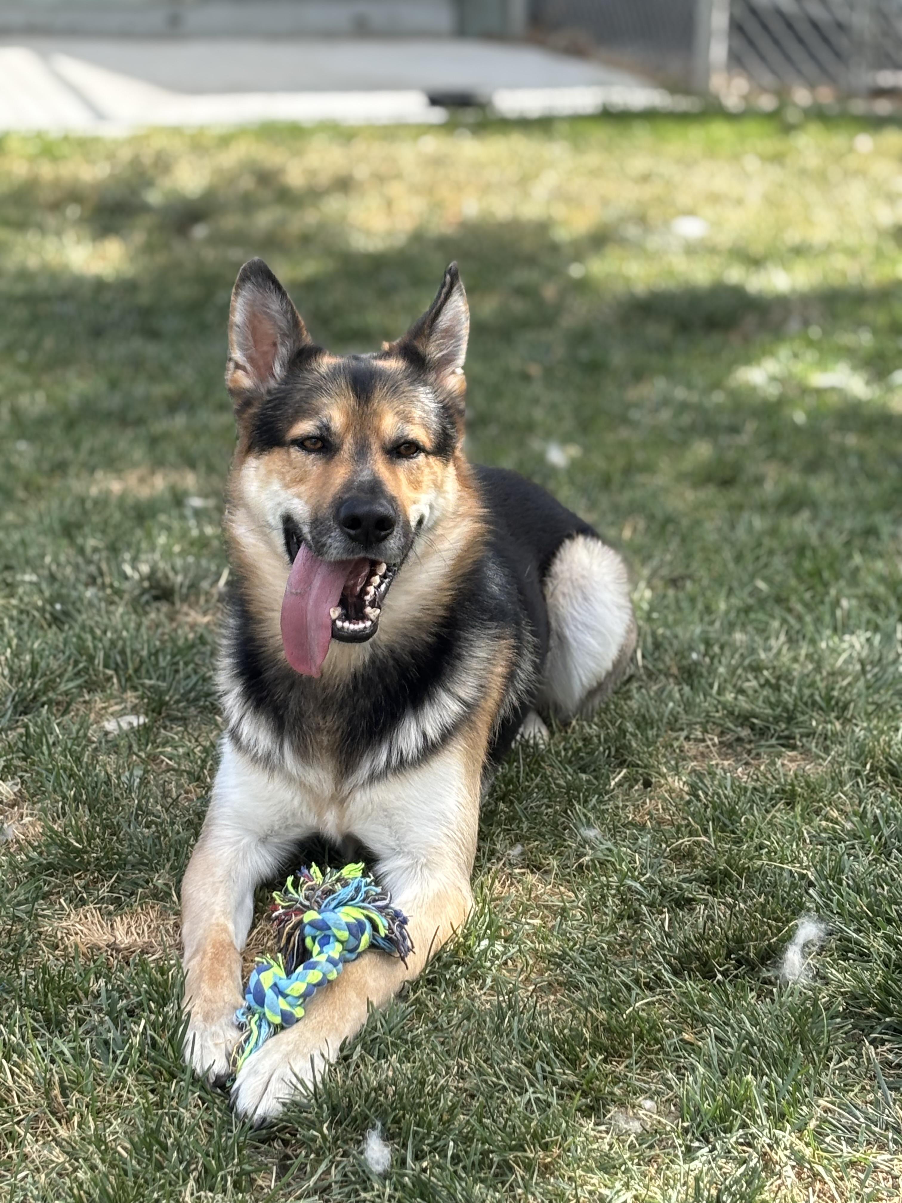 Enlarge Tony, a ADOPTABLE mixed breed in Quincy, WA image 2/6