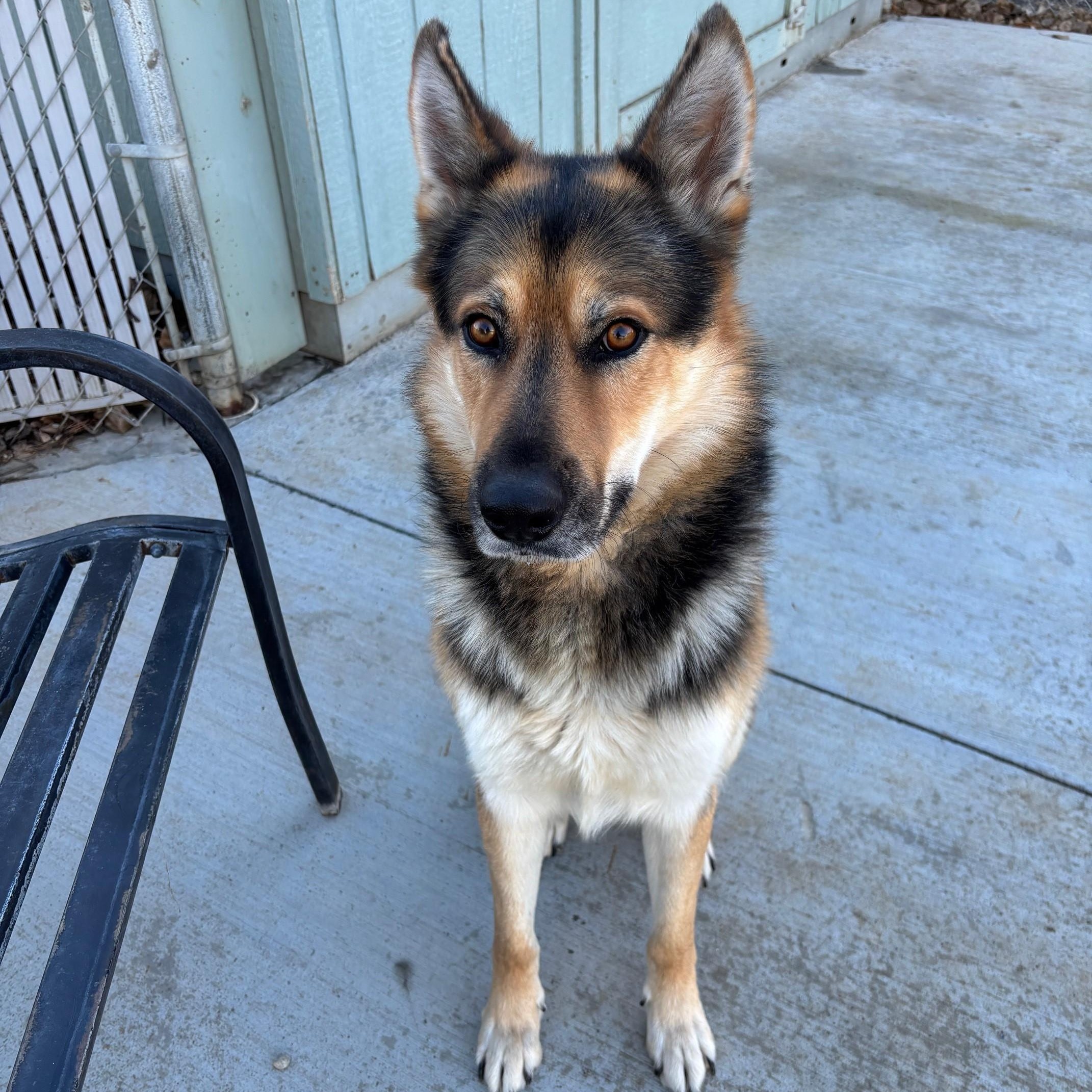 Tony, ADOPTABLE, Adult Male German Shepherd Dog.