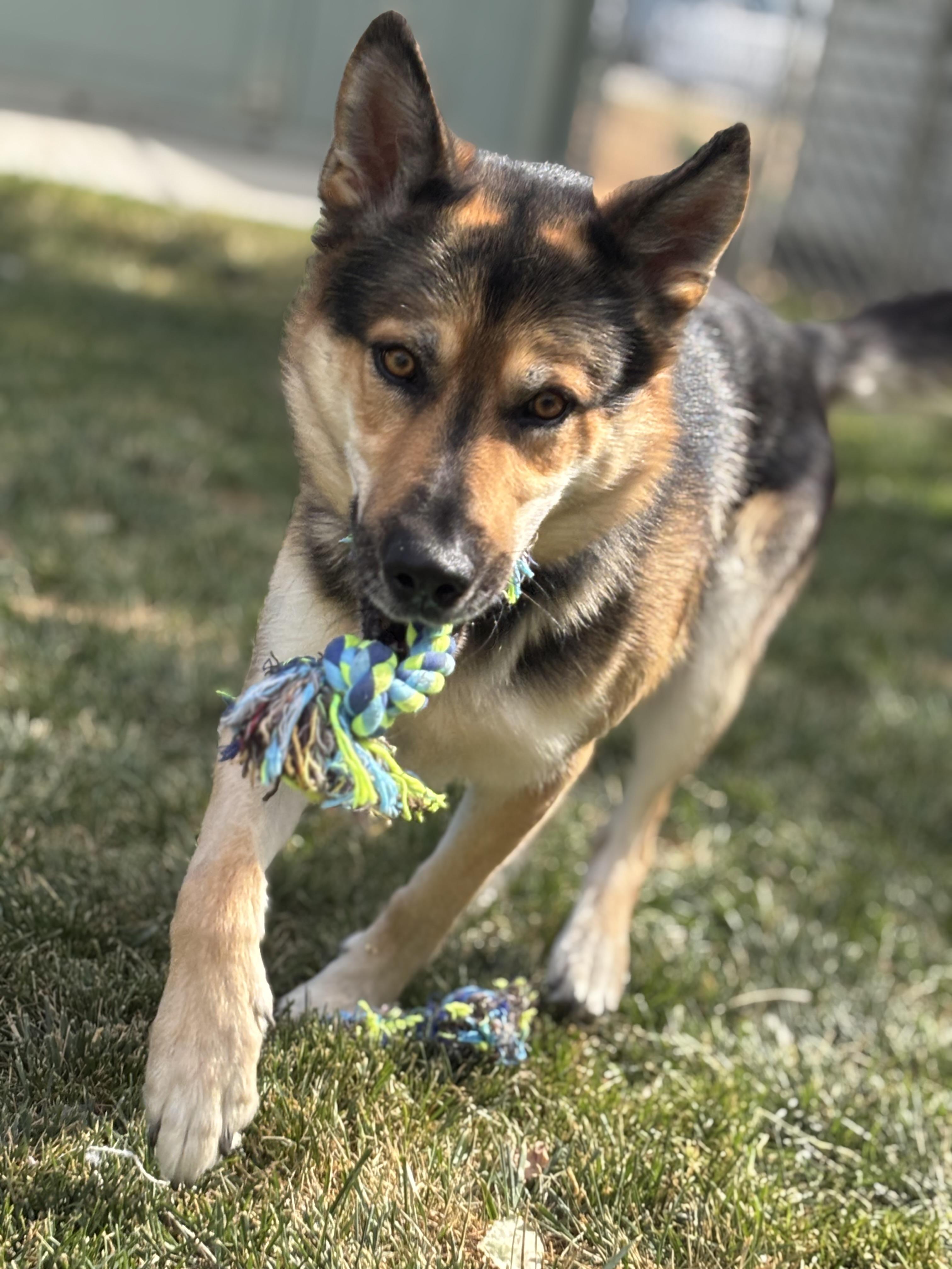 Enlarge Tony, a ADOPTABLE mixed breed in Quincy, WA image 3/6