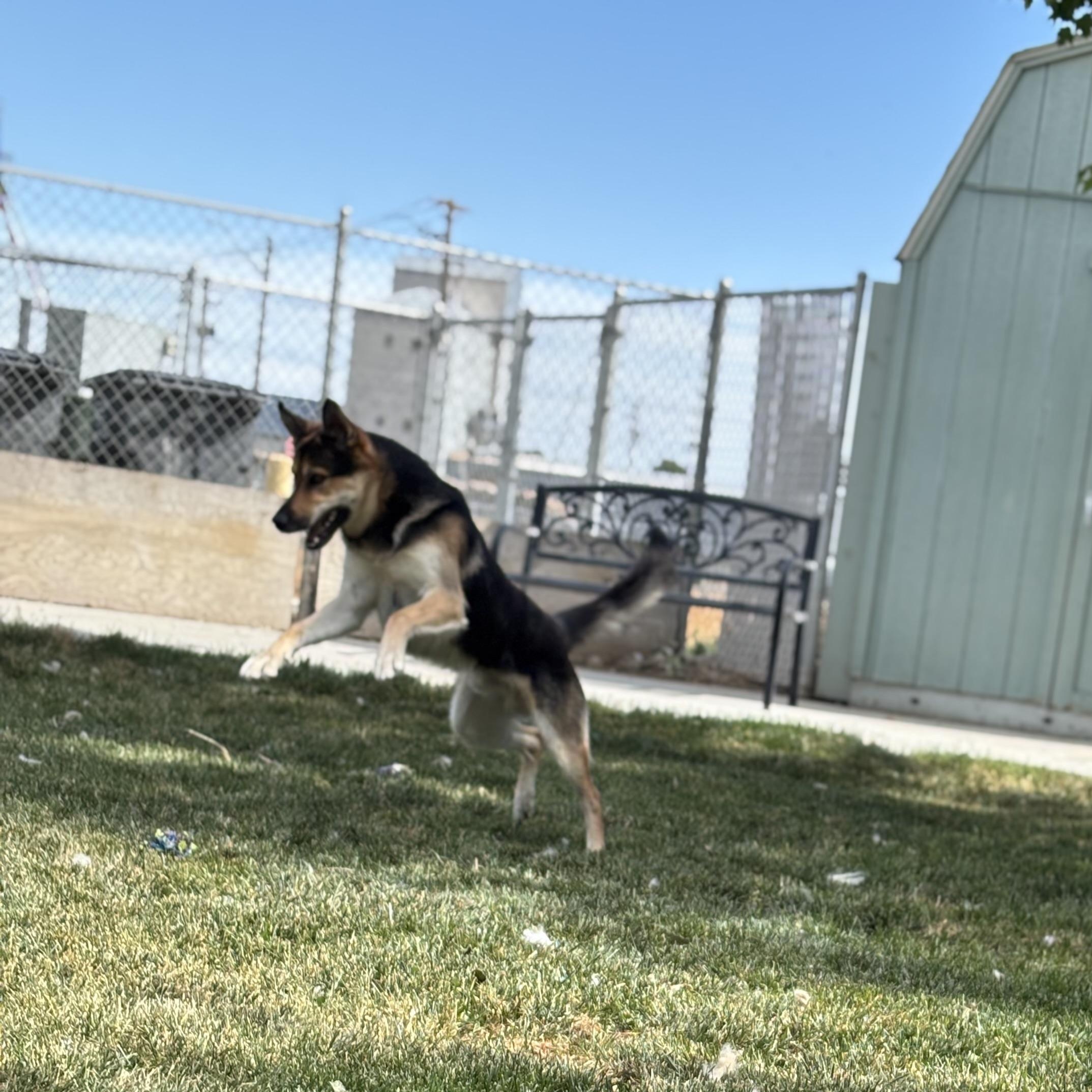 Enlarge Tony, a ADOPTABLE mixed breed in Quincy, WA image 4/6