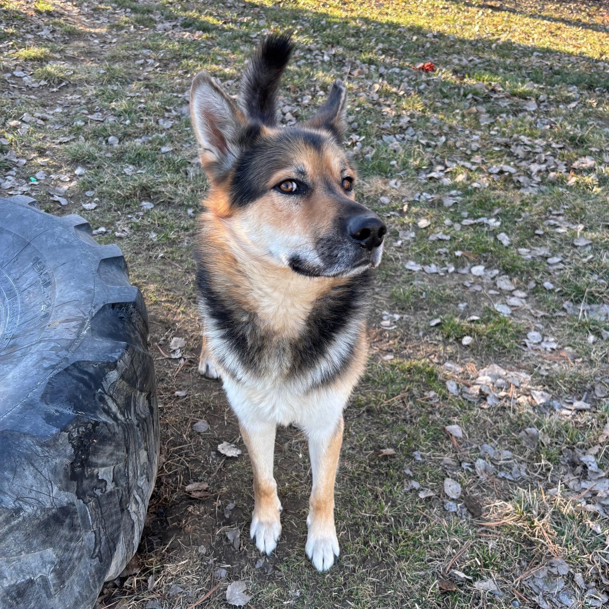 Enlarge Tony, a ADOPTABLE mixed breed in Quincy, WA image 3/5