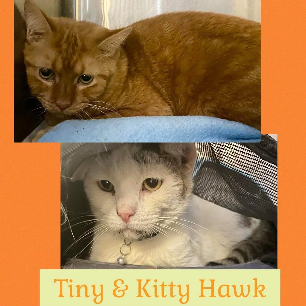 Kitty Hawk, a Adoptable Domestic Short Hair in Wheeling, IL image 1/6